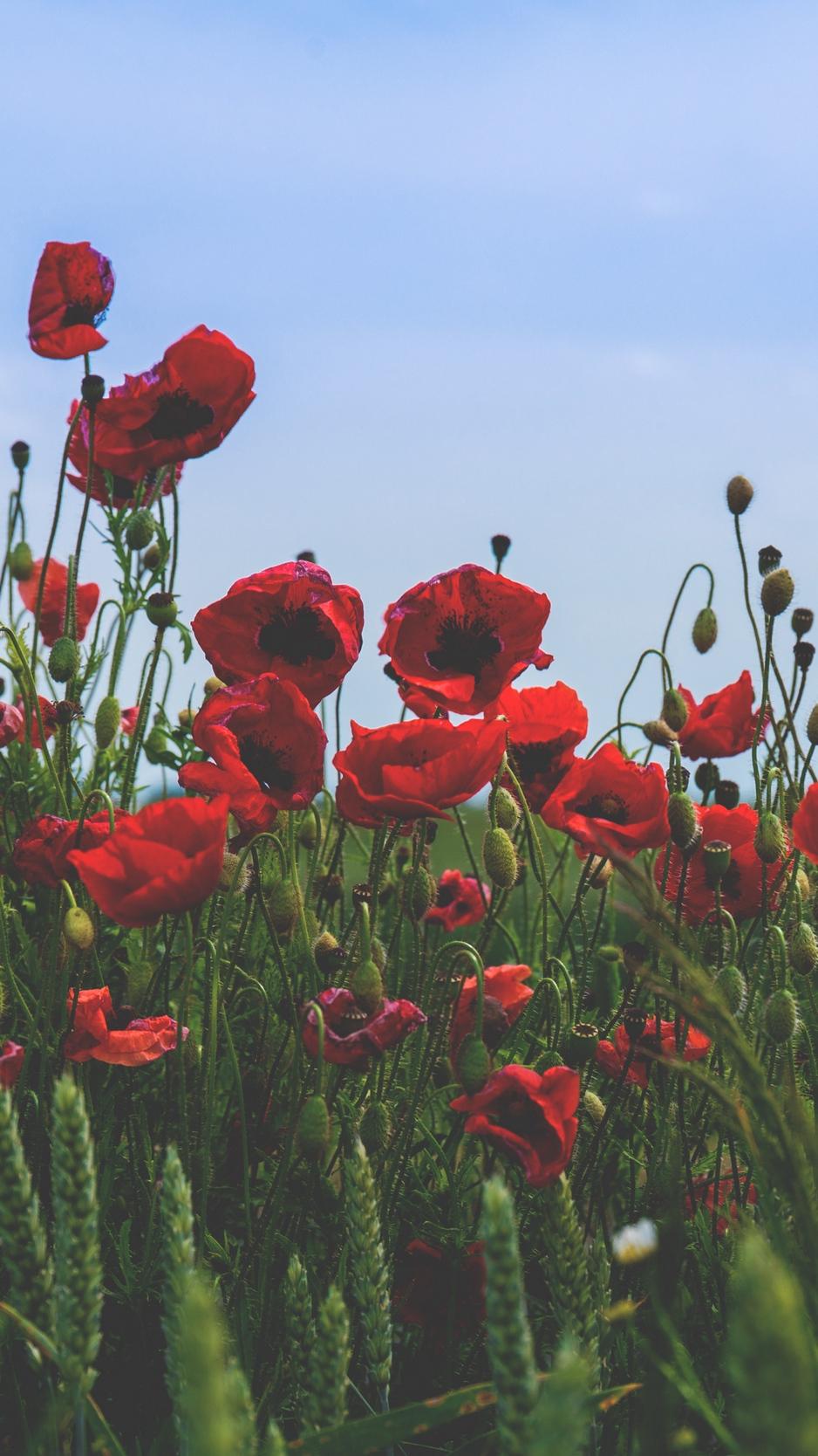 Download wallpaper 938x1668 poppies, flowers, field, bloom, red