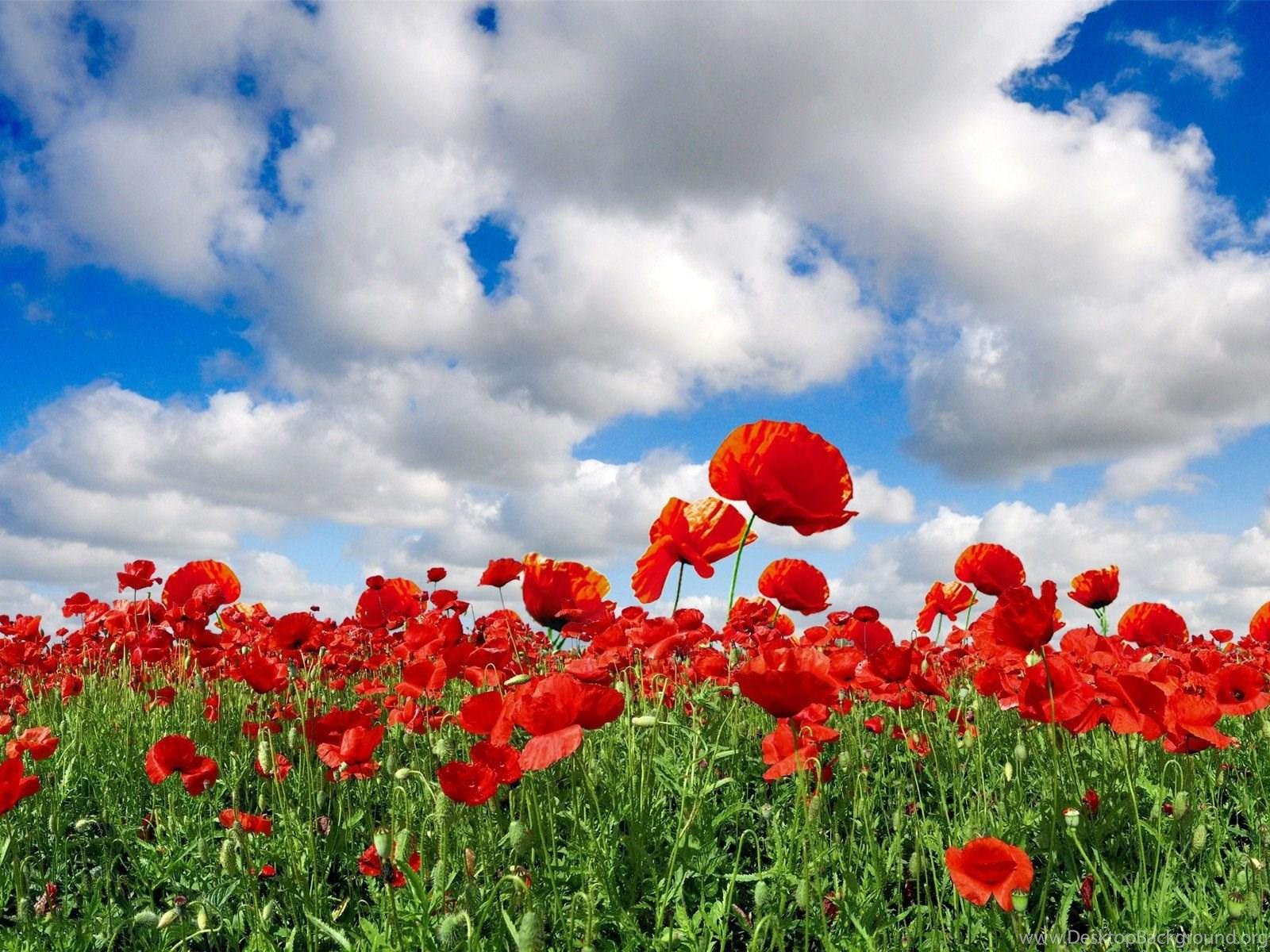 Poppies Flowers Wallpapers - Wallpaper Cave