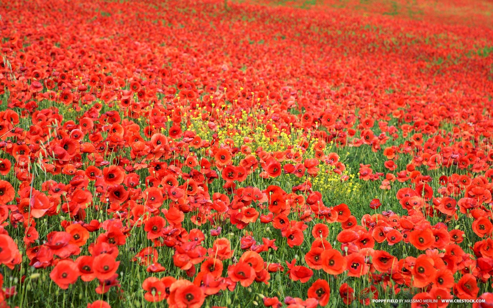 poppies wallpaper WideWallpaper poppies flowers wallpaper 1680x1050