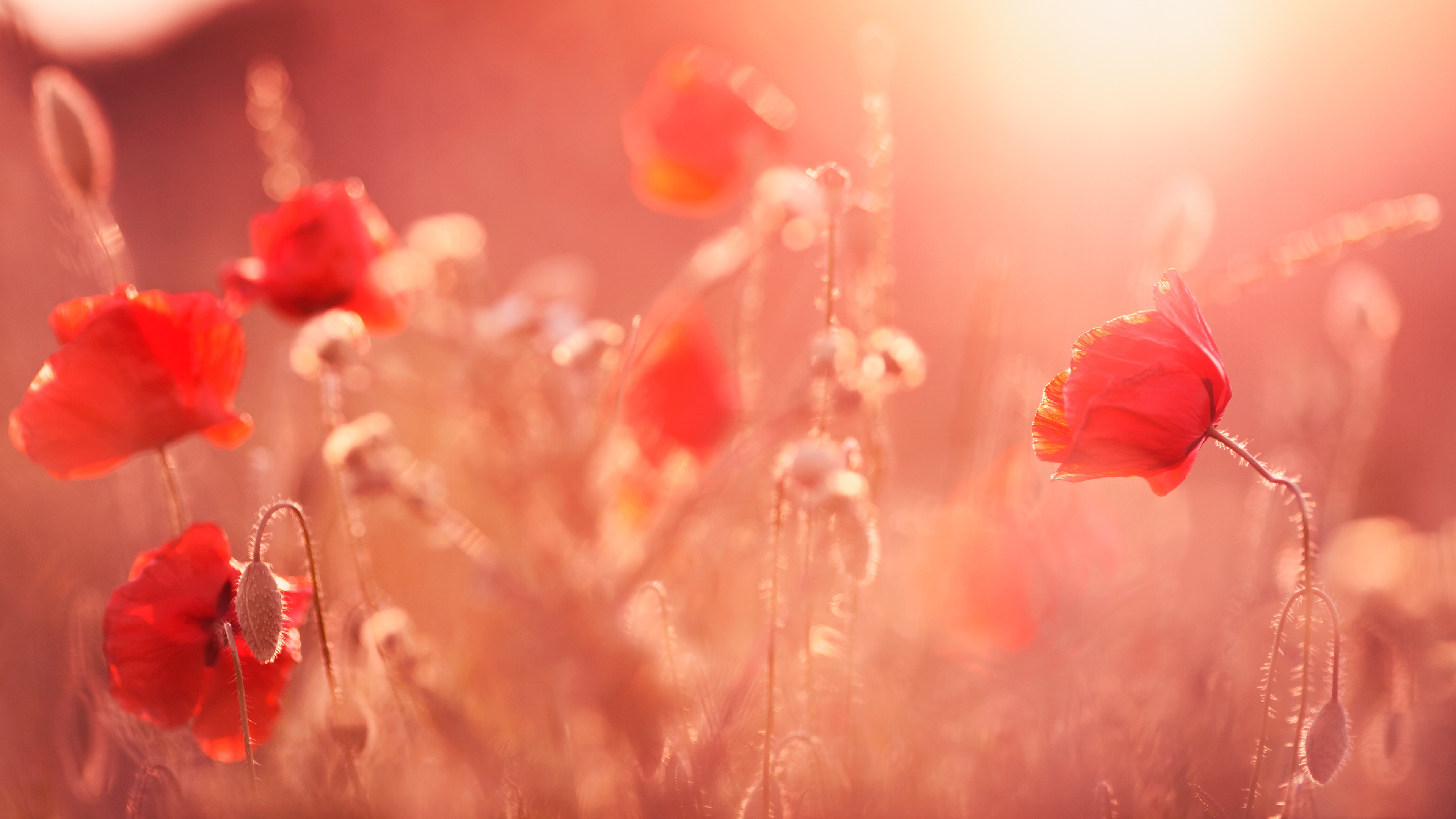 Poppy Flowers Summer Light Wallpaper in jpg format for free download
