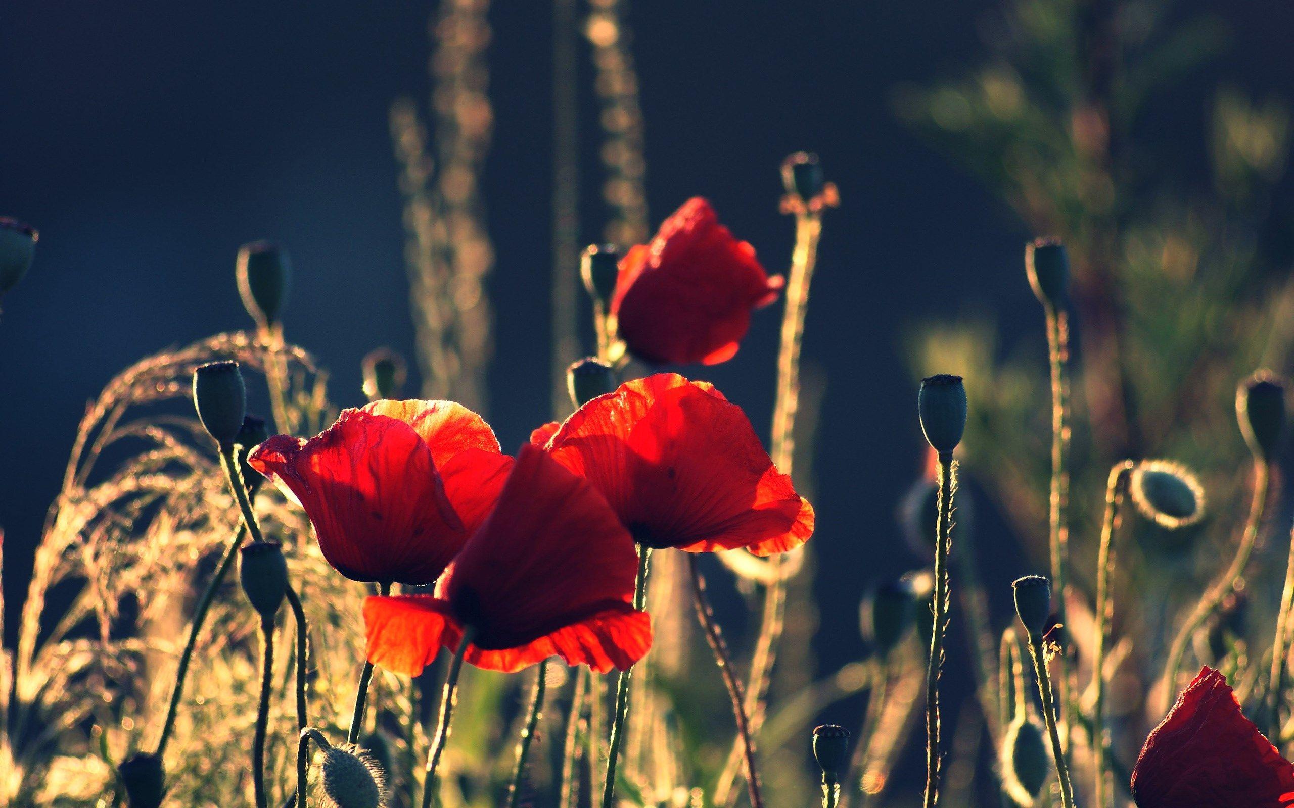 Poppy Flower Computer Wallpaper Free Poppy Flower Computer