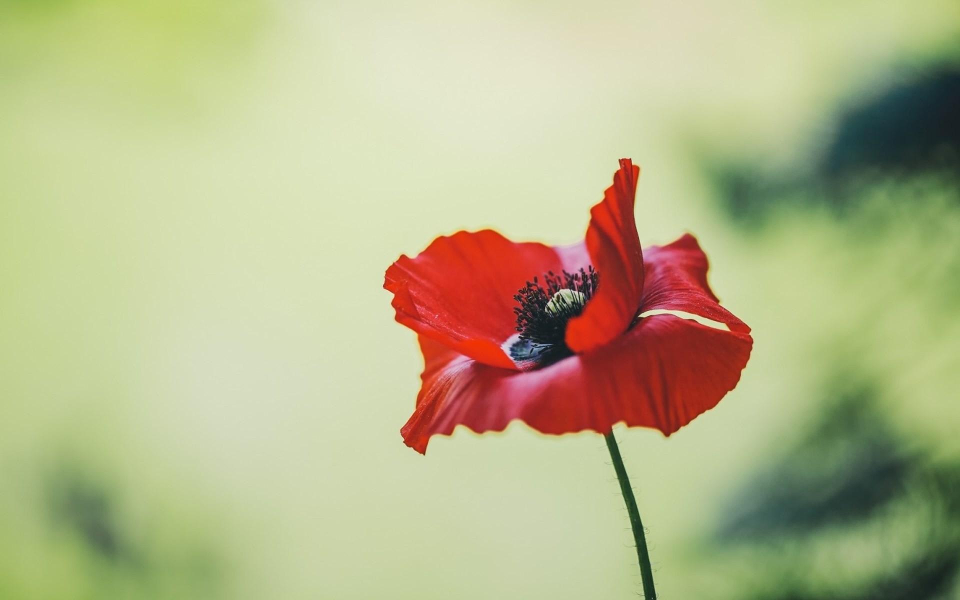 Poppy Flower Wallpaper
