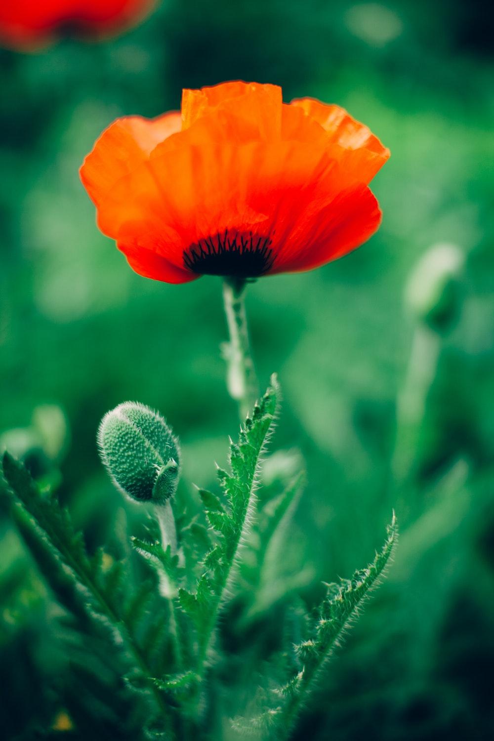 Poppy Flower Picture [HD]. Download Free Image