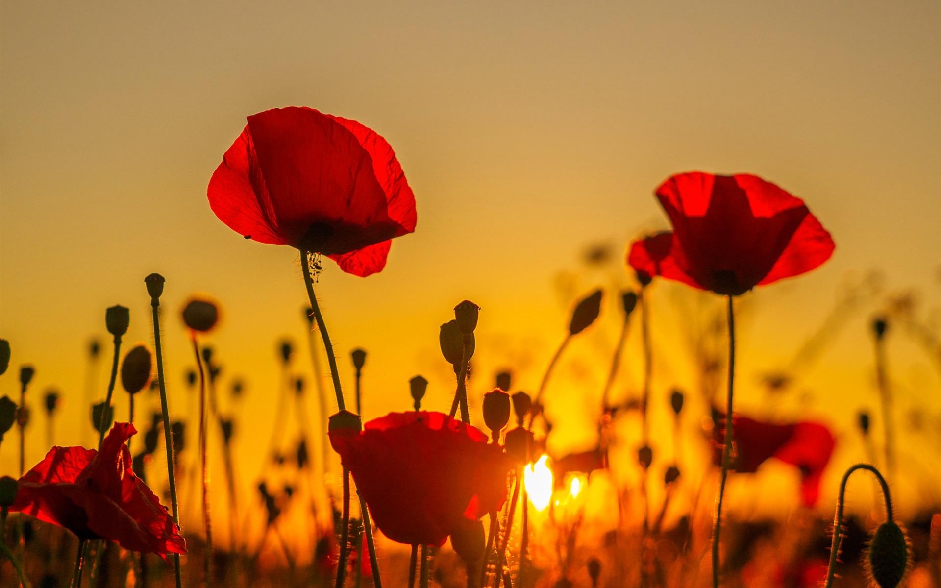 Wallpaper Sunset, poppies field, red flowers 1920x1200 HD Picture, Image