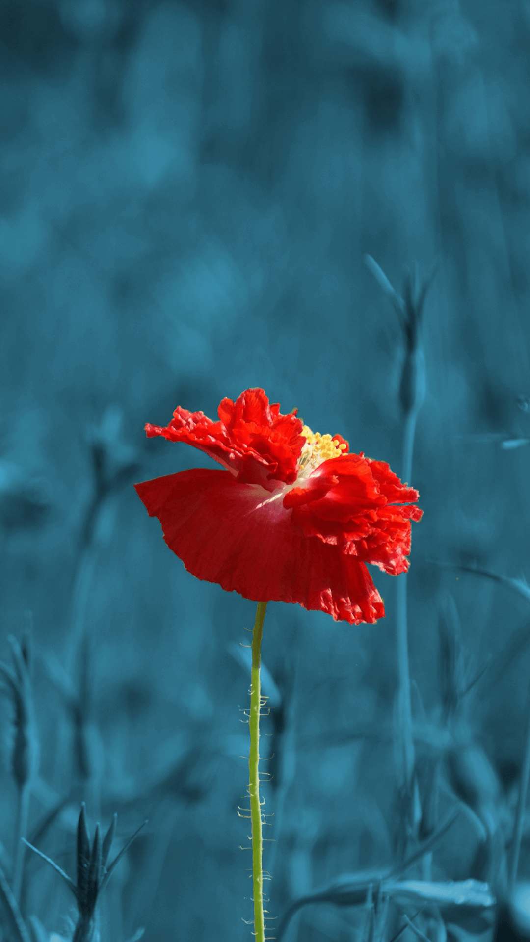 Poppies Flowers Wallpapers - Wallpaper Cave