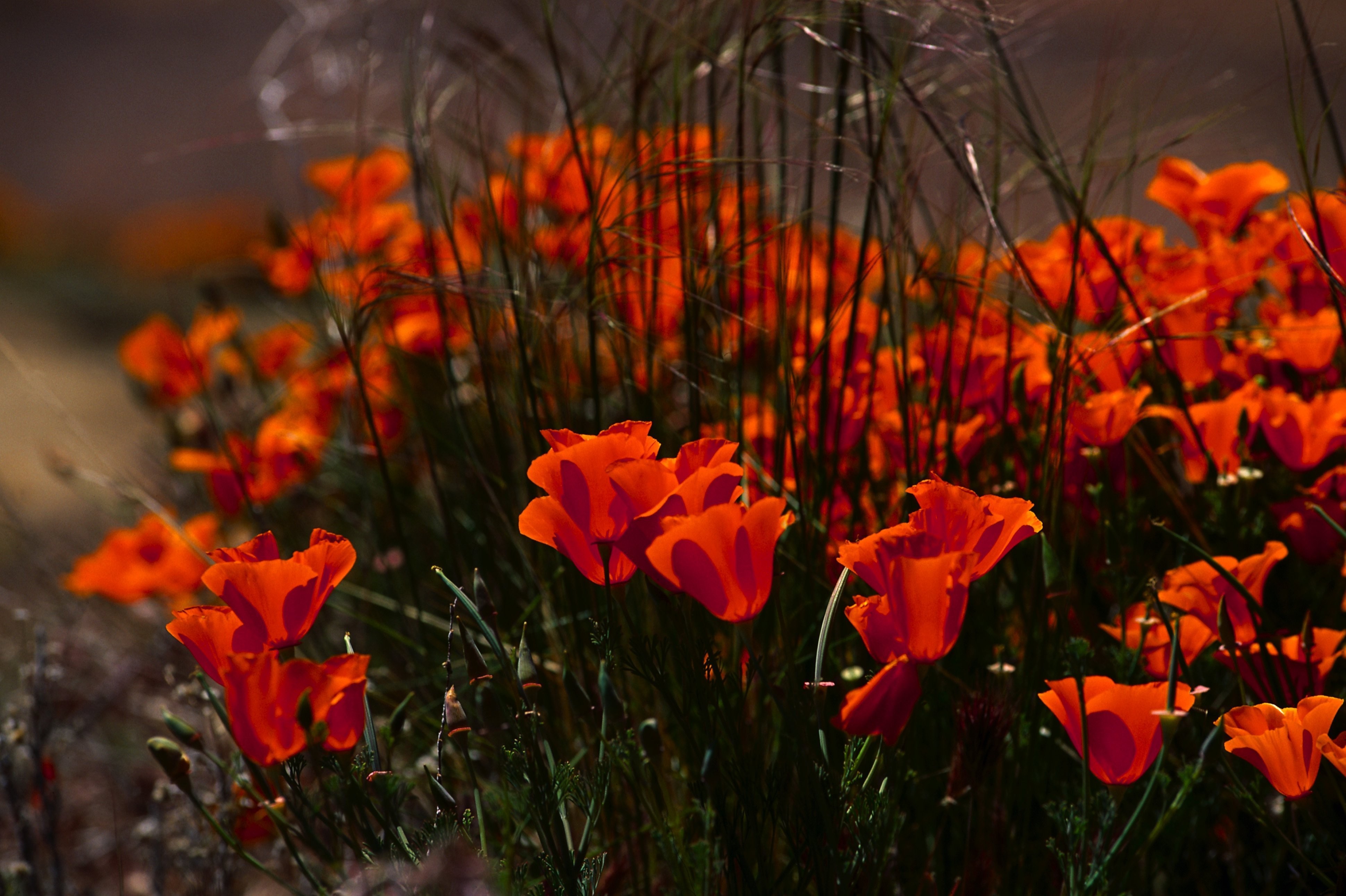 Flower: Poppy Flower Nature Field Poppies Red Photography Flowers