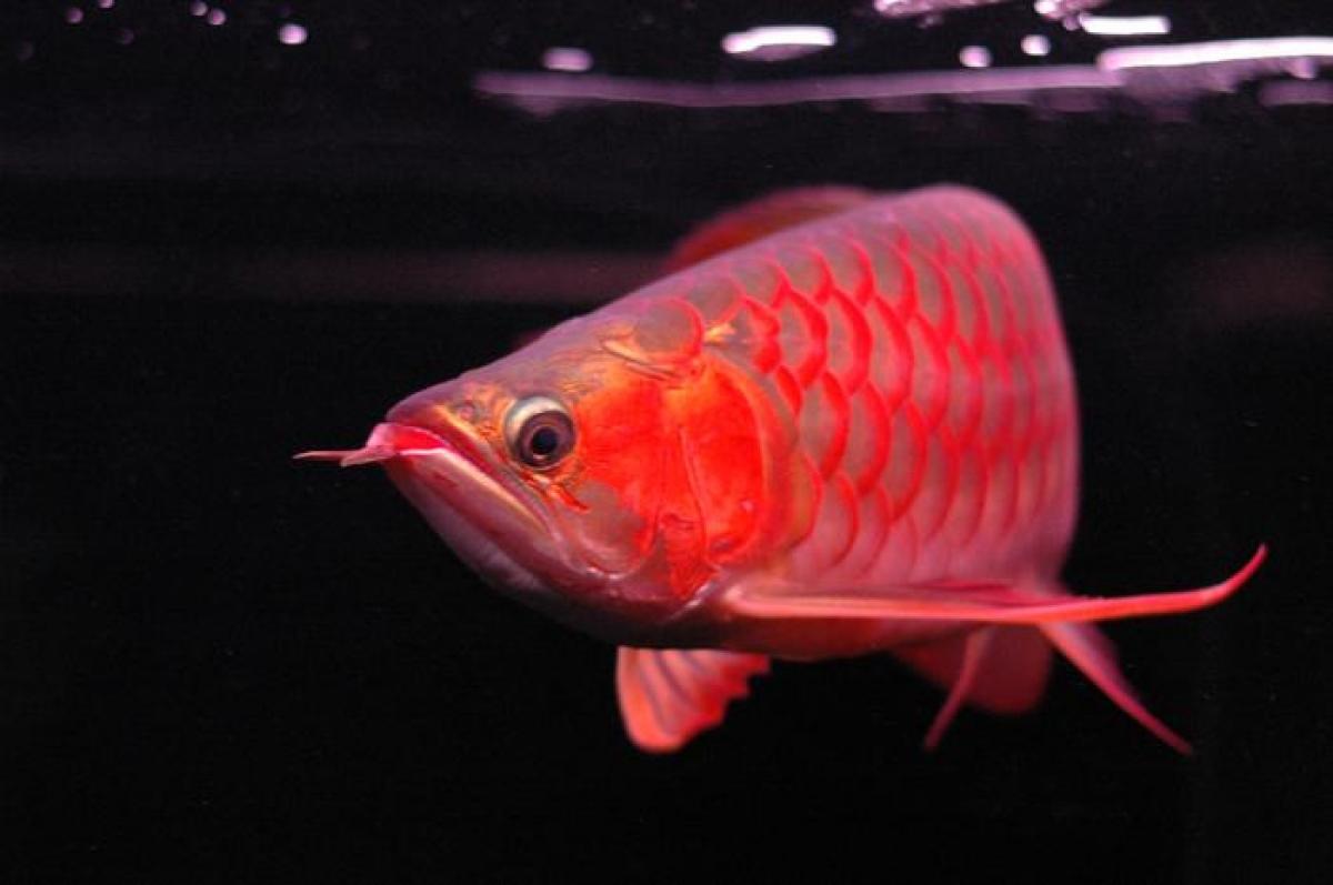 Chili Red, Asian Red, Super Red Arowana fish and many other species