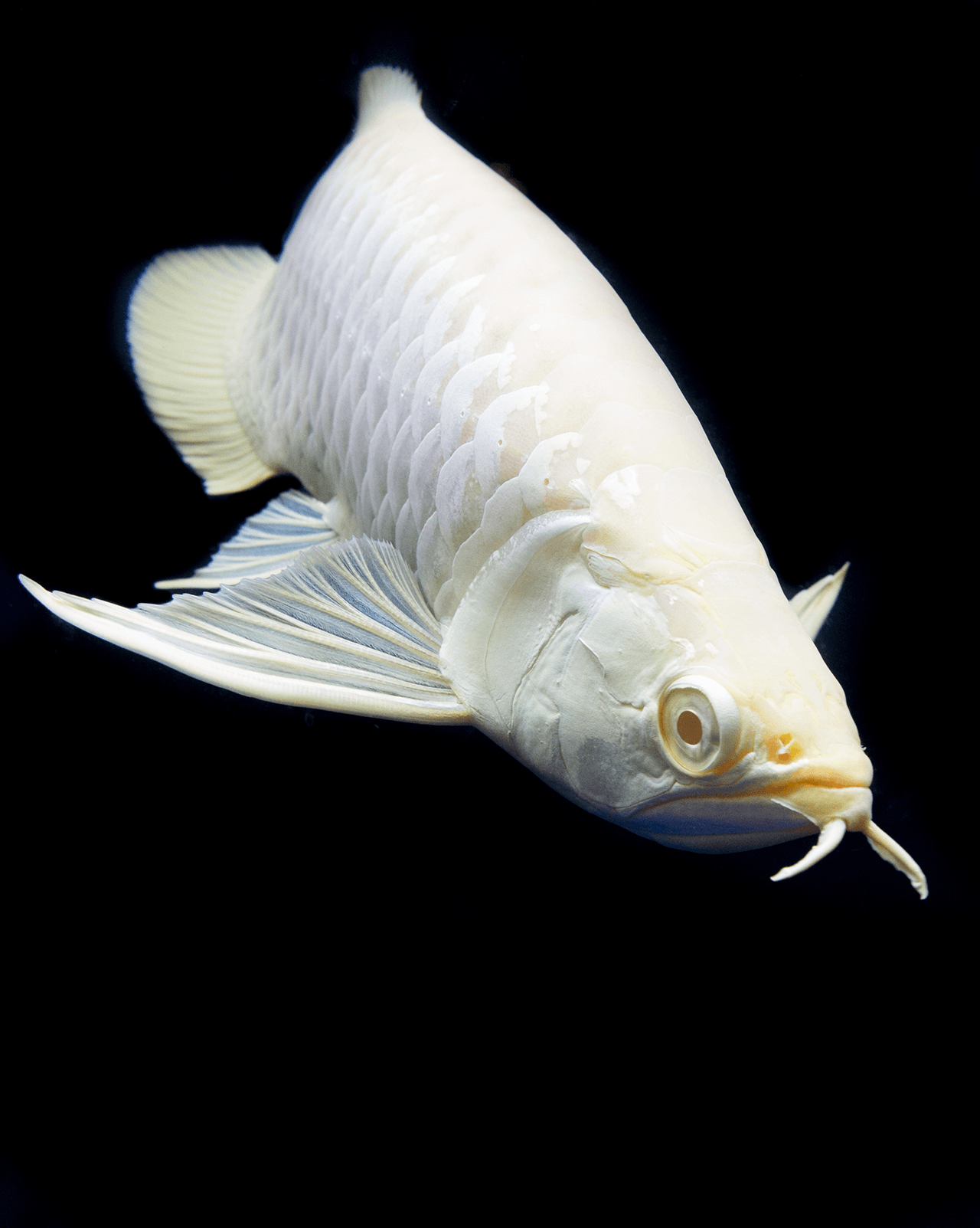 Albino Silver Arowana. Poissonpassion. Fish. Freshwater aquarium