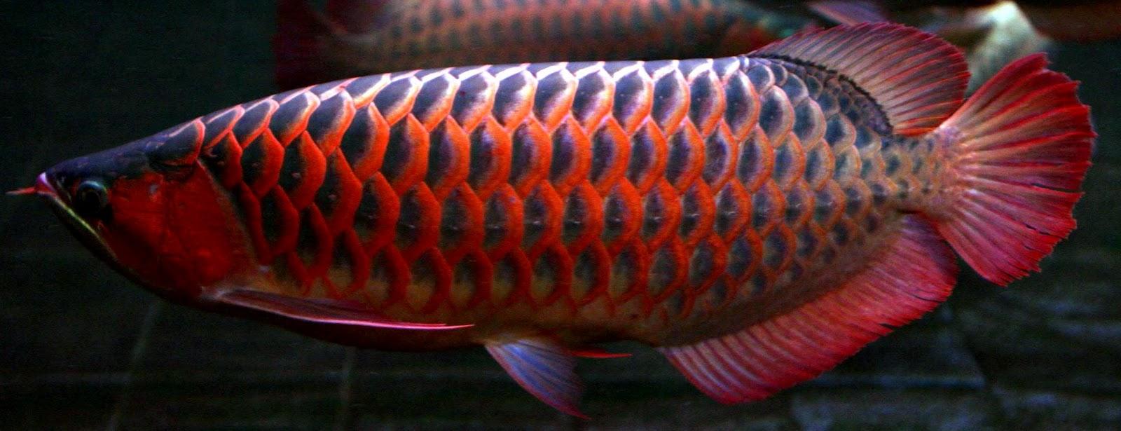 Red Arowana Fish Wallpaper #traffic Club
