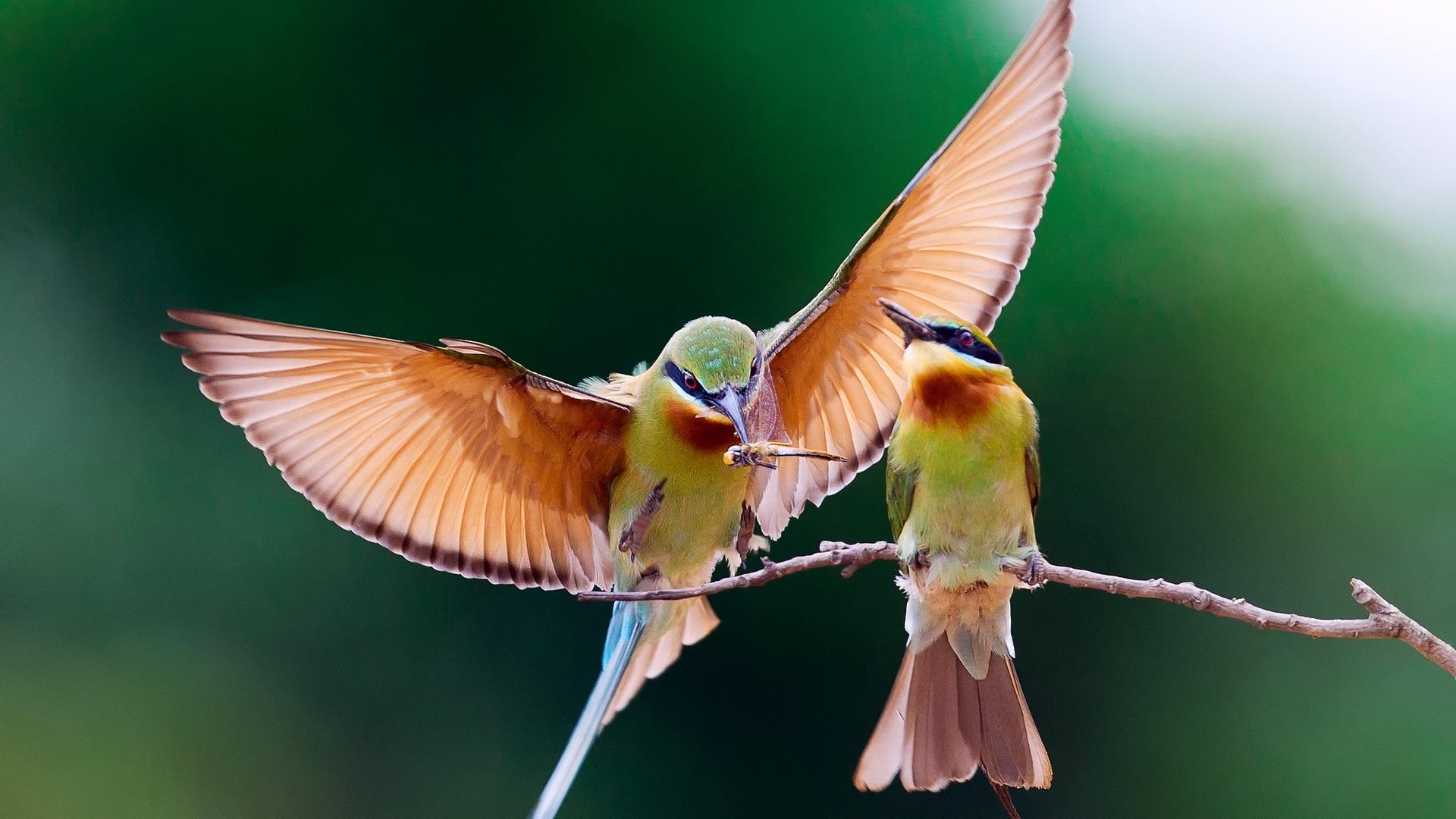 Wallpaper Two birds eat insects 1920x1200 HD Picture, Image