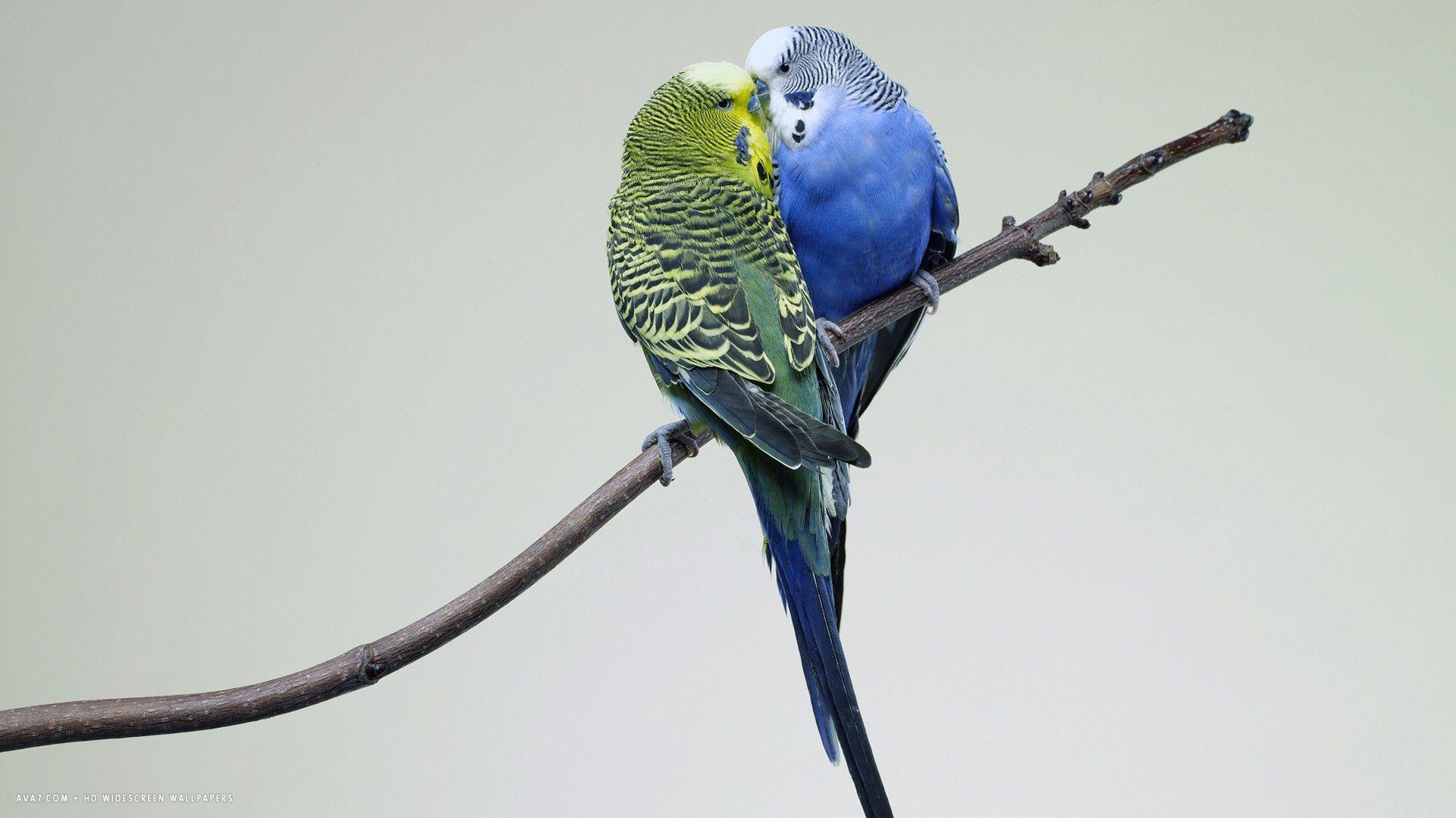 Two Birds on a Branch HD Wallpaper. Free Animals And Birds HD