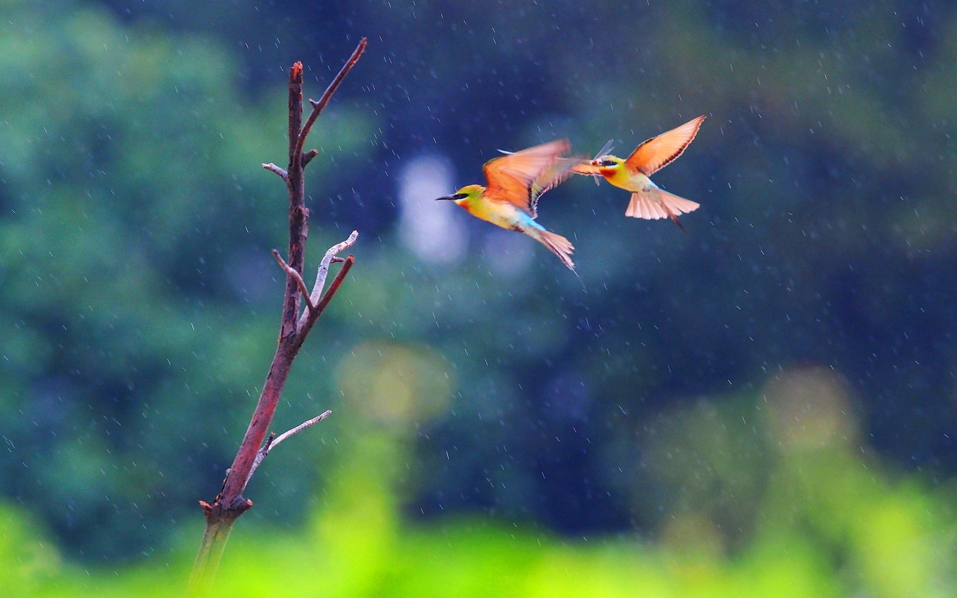 Two Birds Flying In The Rain Wallpaper