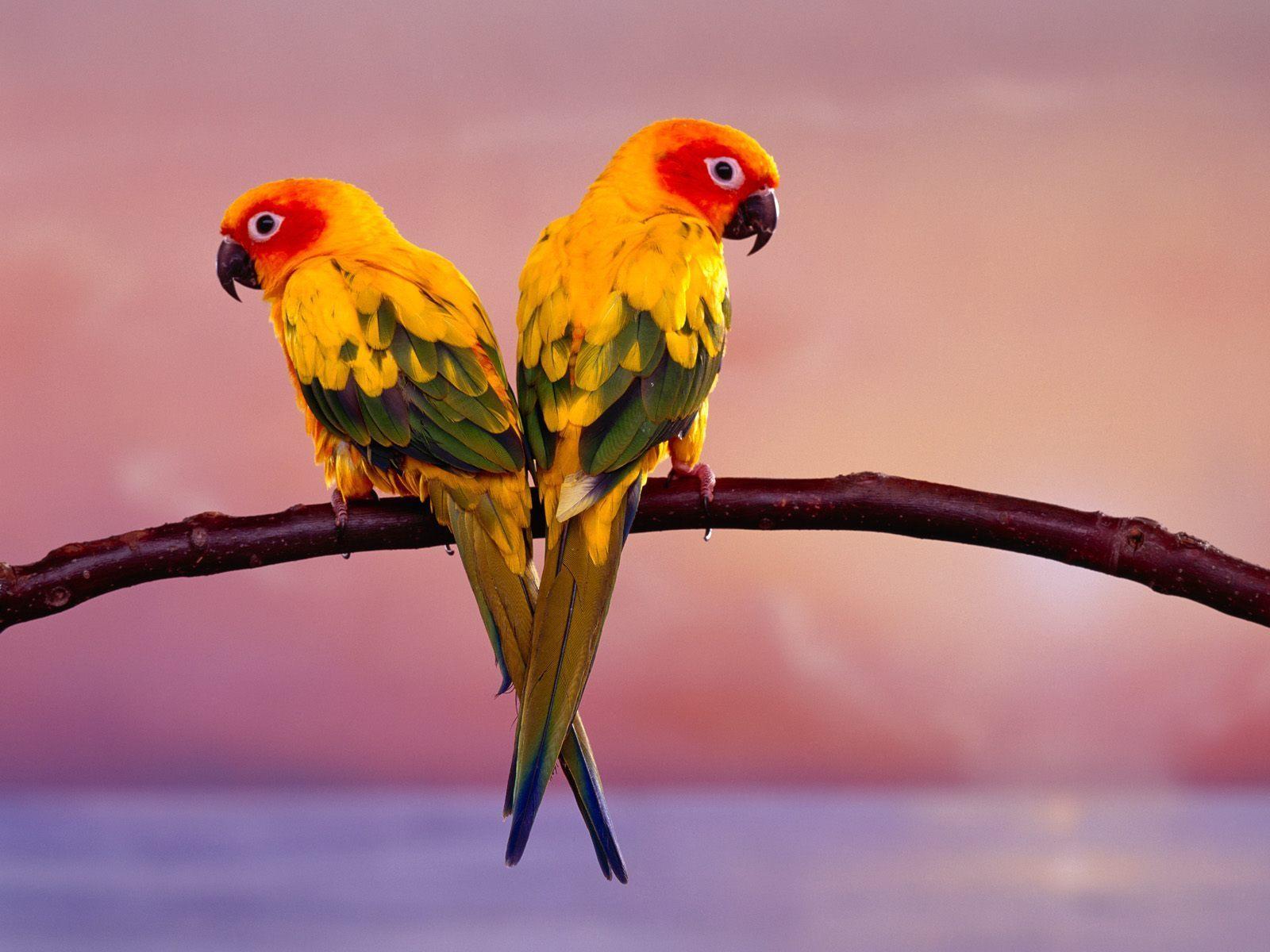 Two birds HD wallpaper