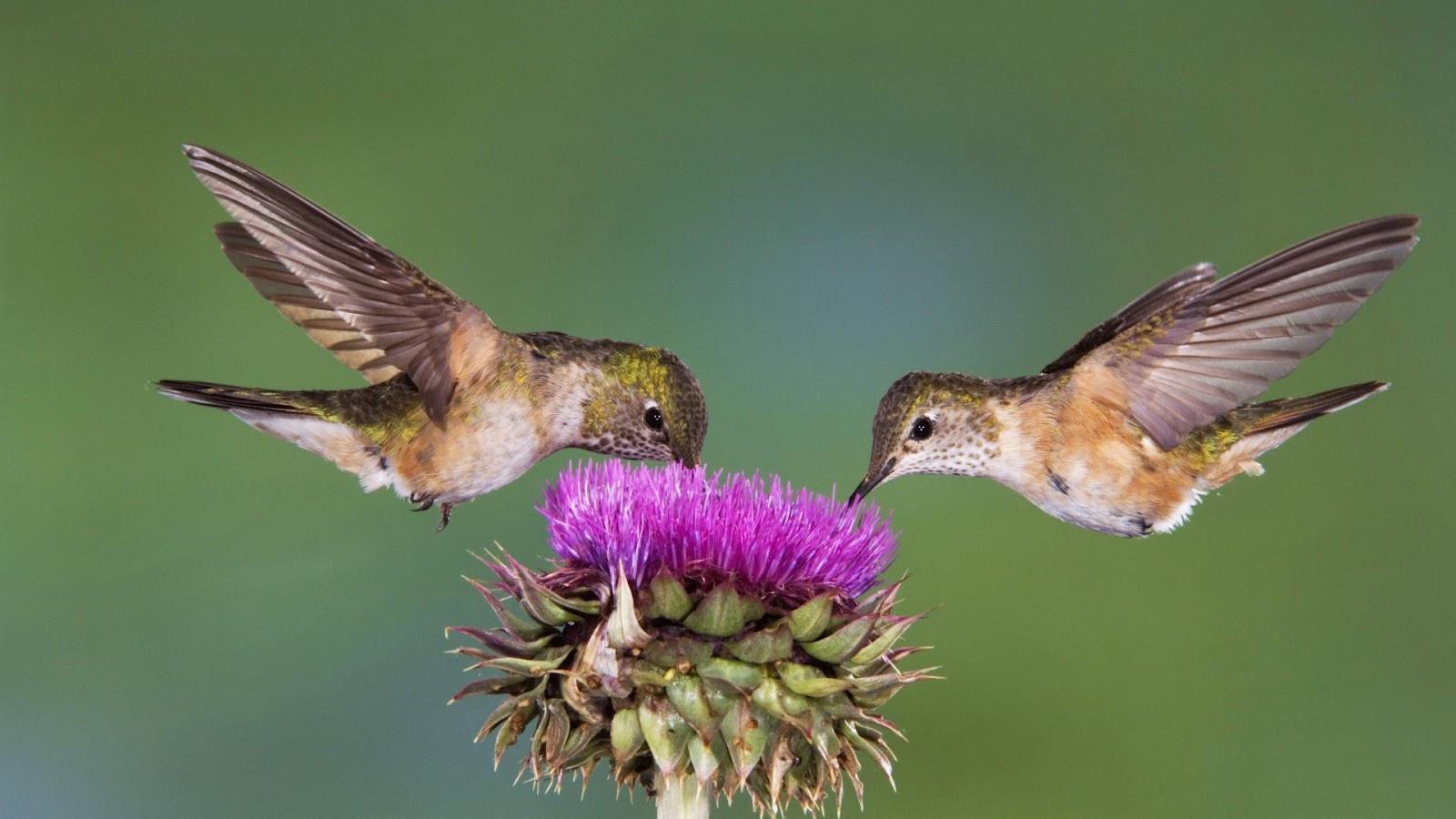 Two bird eating from a flower. HD Animals Wallpaper