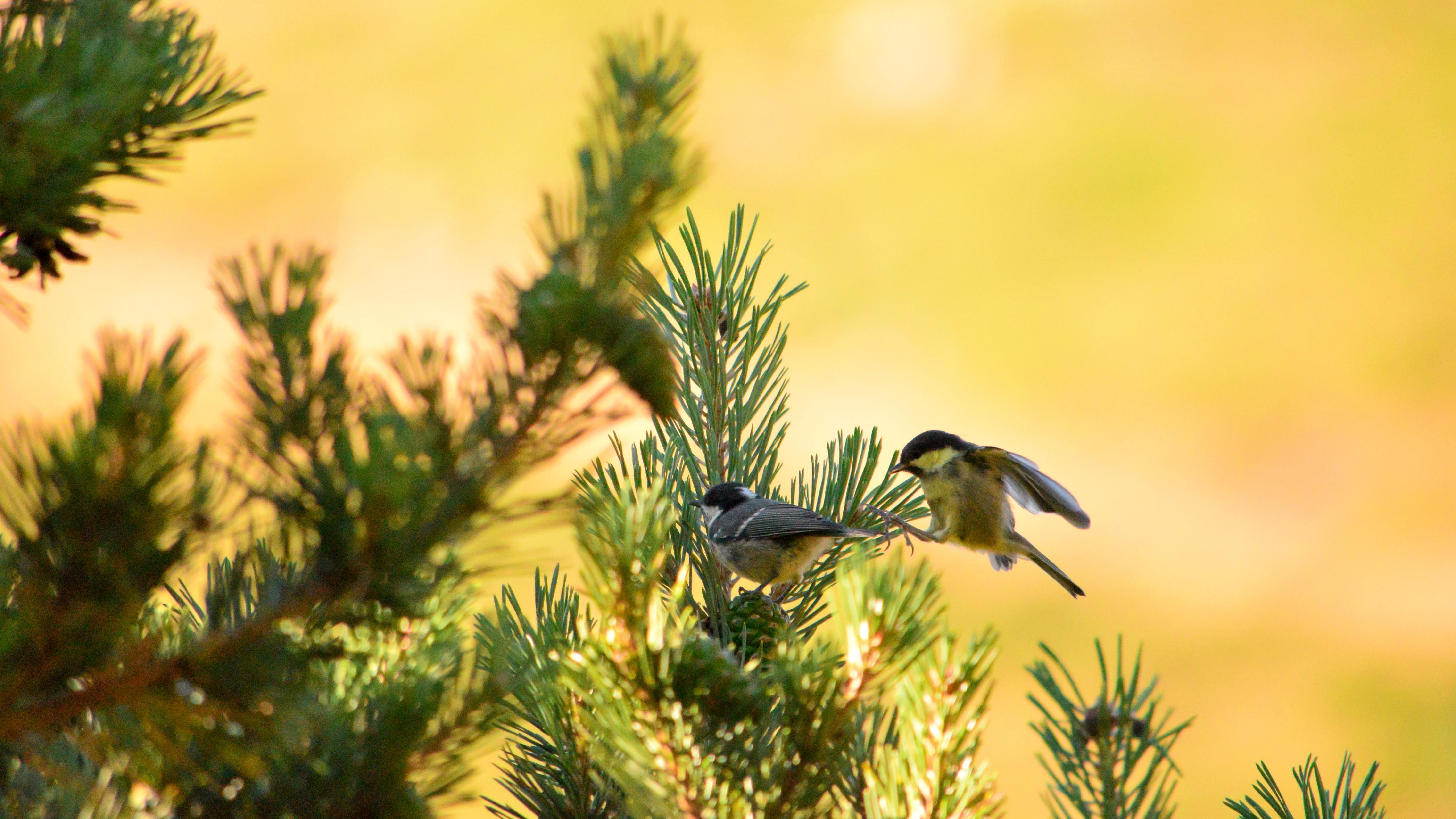 Two birds on a tree [6000x3375]