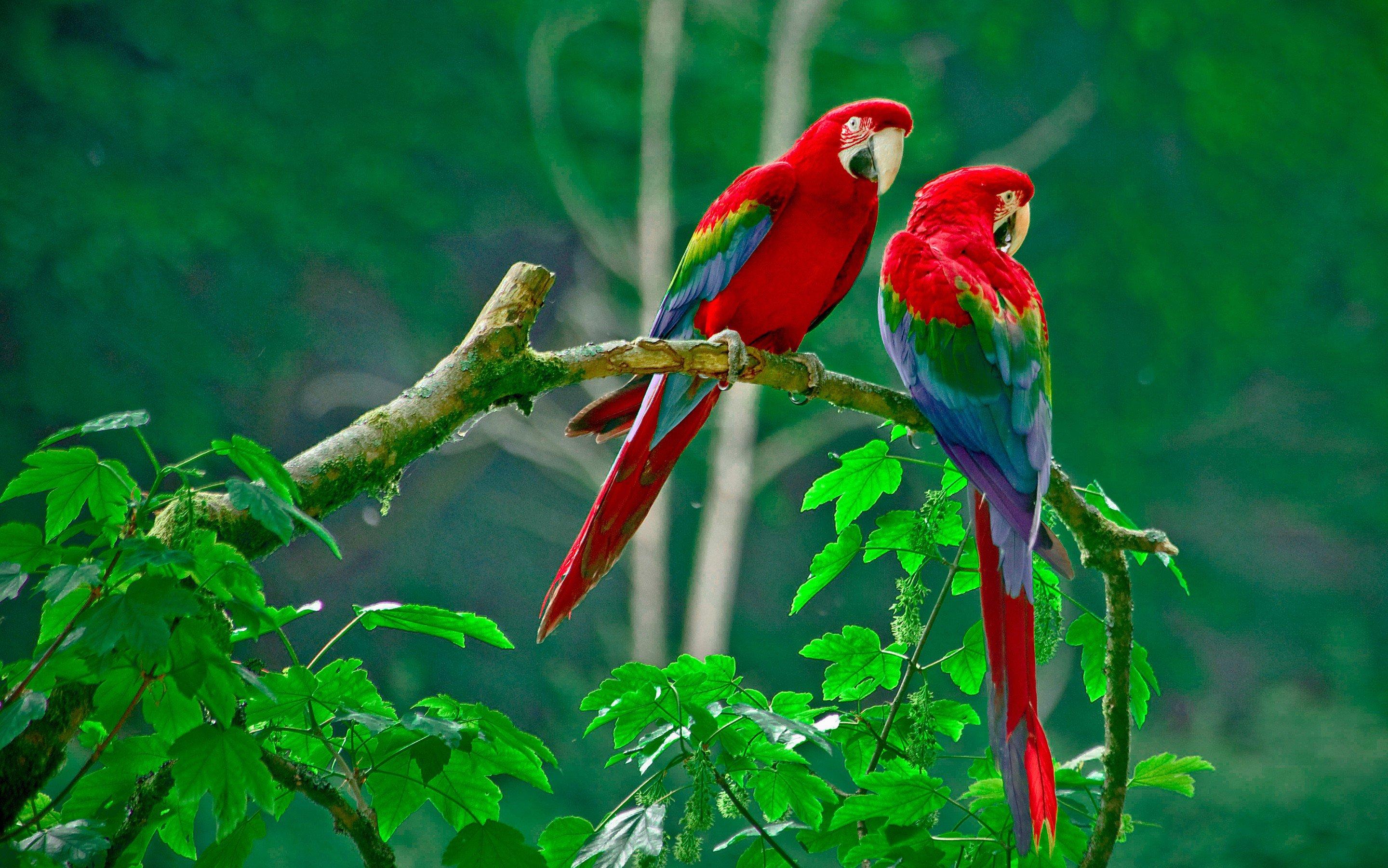 Parrots Paradise Macbook Pro Retina HD 4k Wallpaper