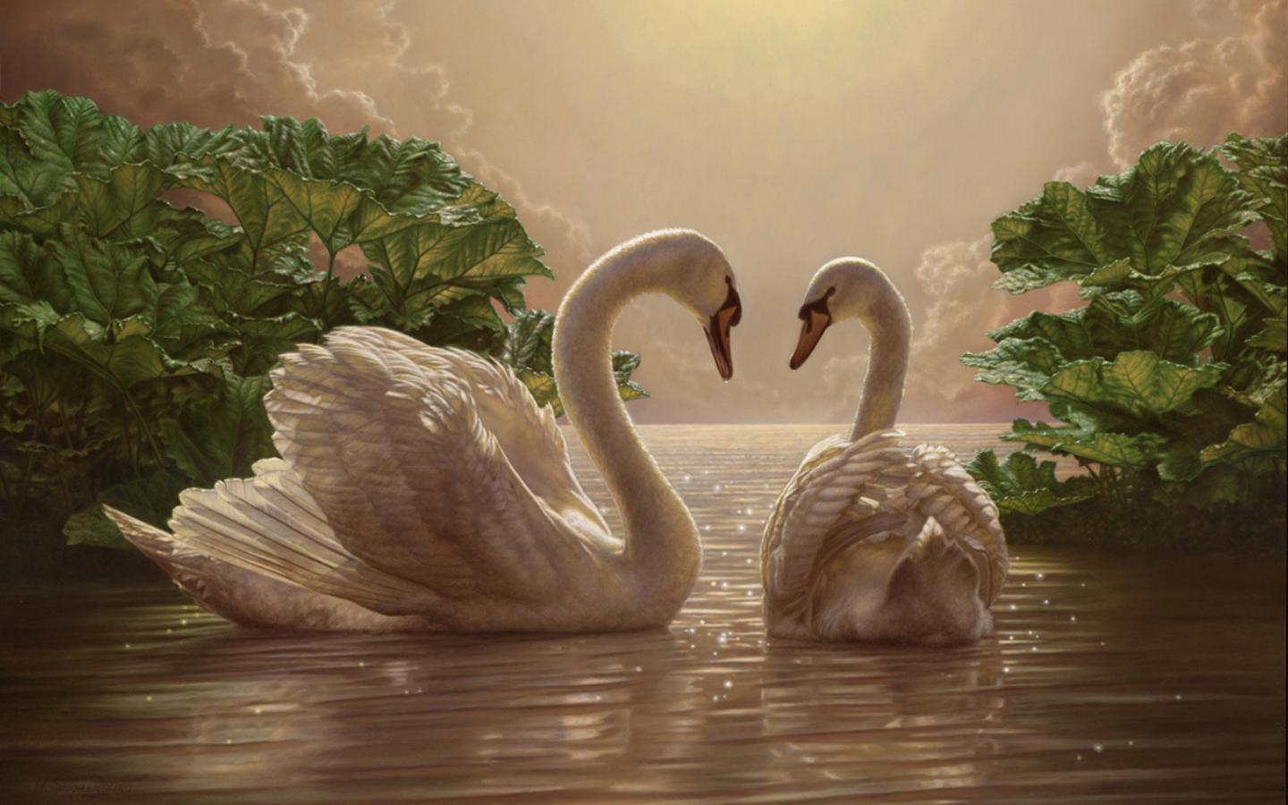 Two Swans Wallpaper photo and wallpaper. All Two Swans Wallpaper