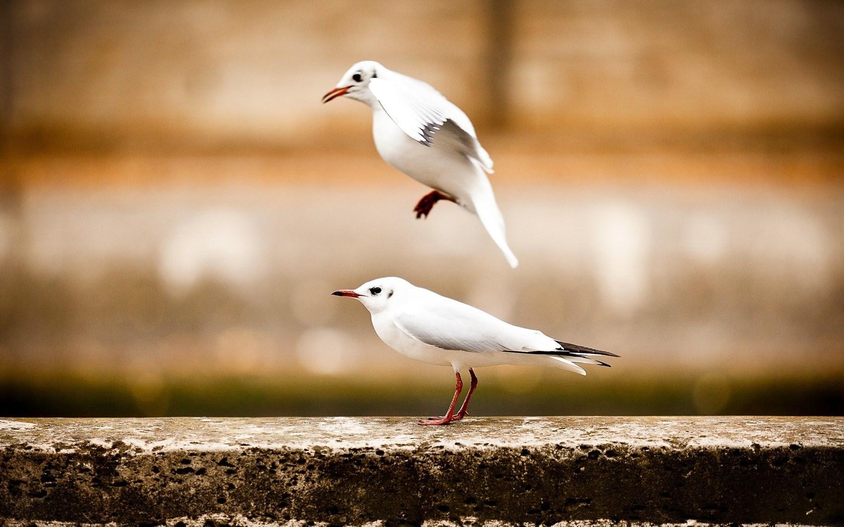 Two Birds Seagulls wallpaperx1050