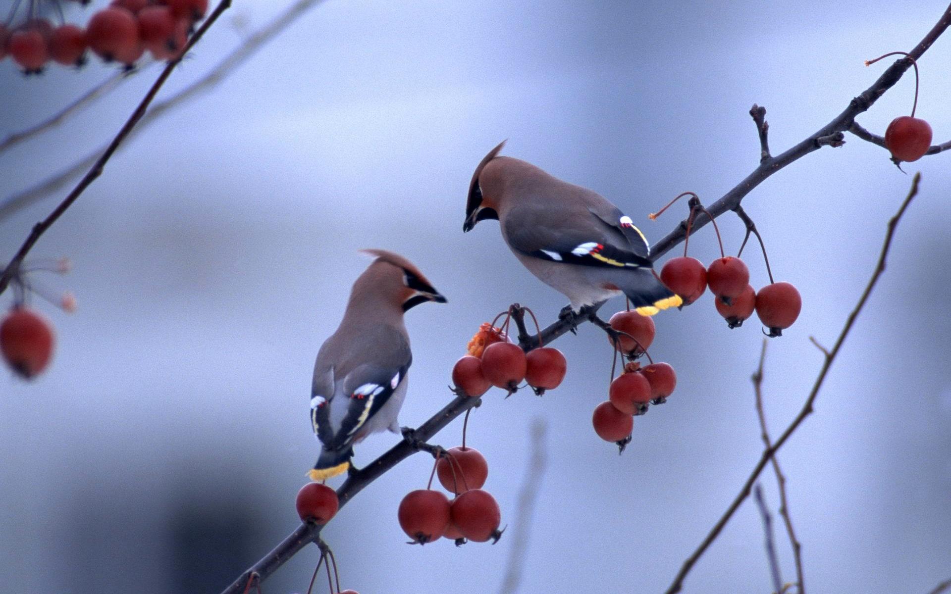 Two birds standing in the berries tree branch wallpaper Collection