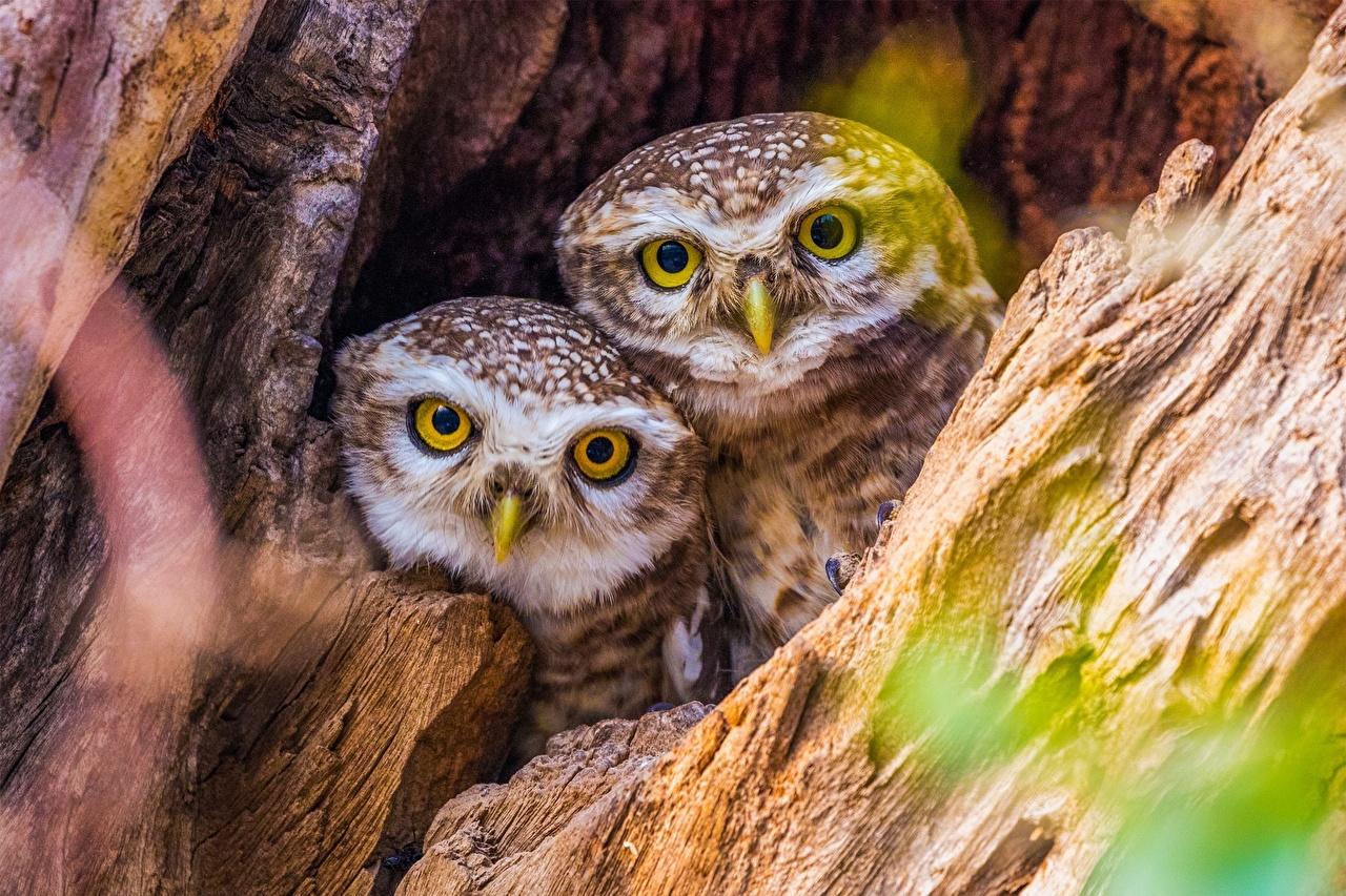 Wallpaper Owls Birds Cute 2 Glance Animals