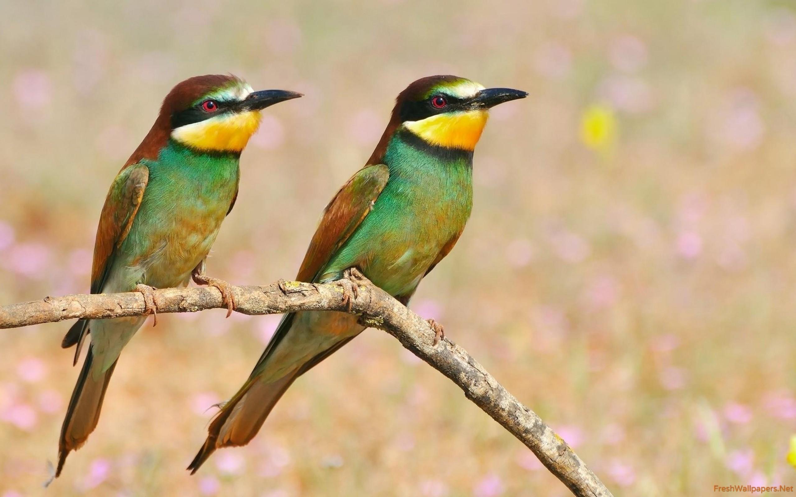 Two colorful birds on a branch wallpaper