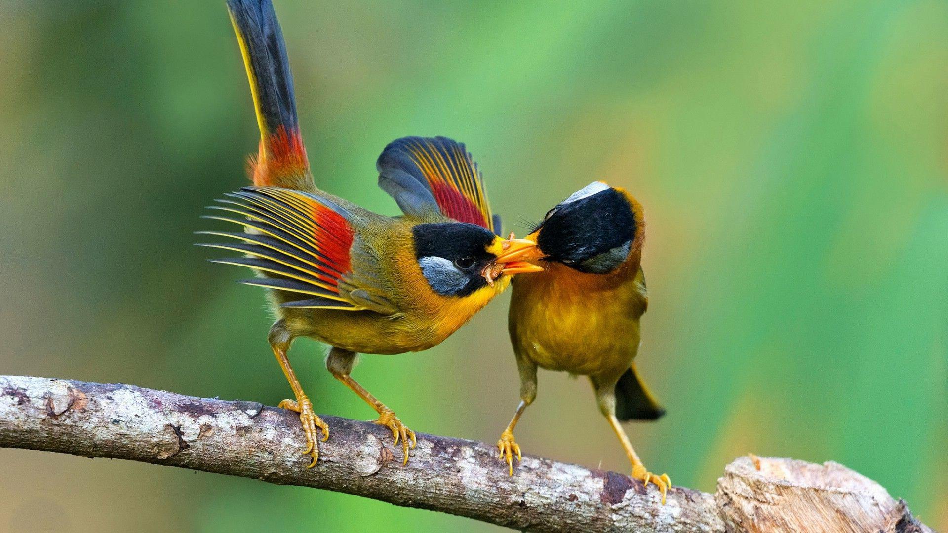 Two Birds Fighting over a Worm HD Wallpaper. Background Image