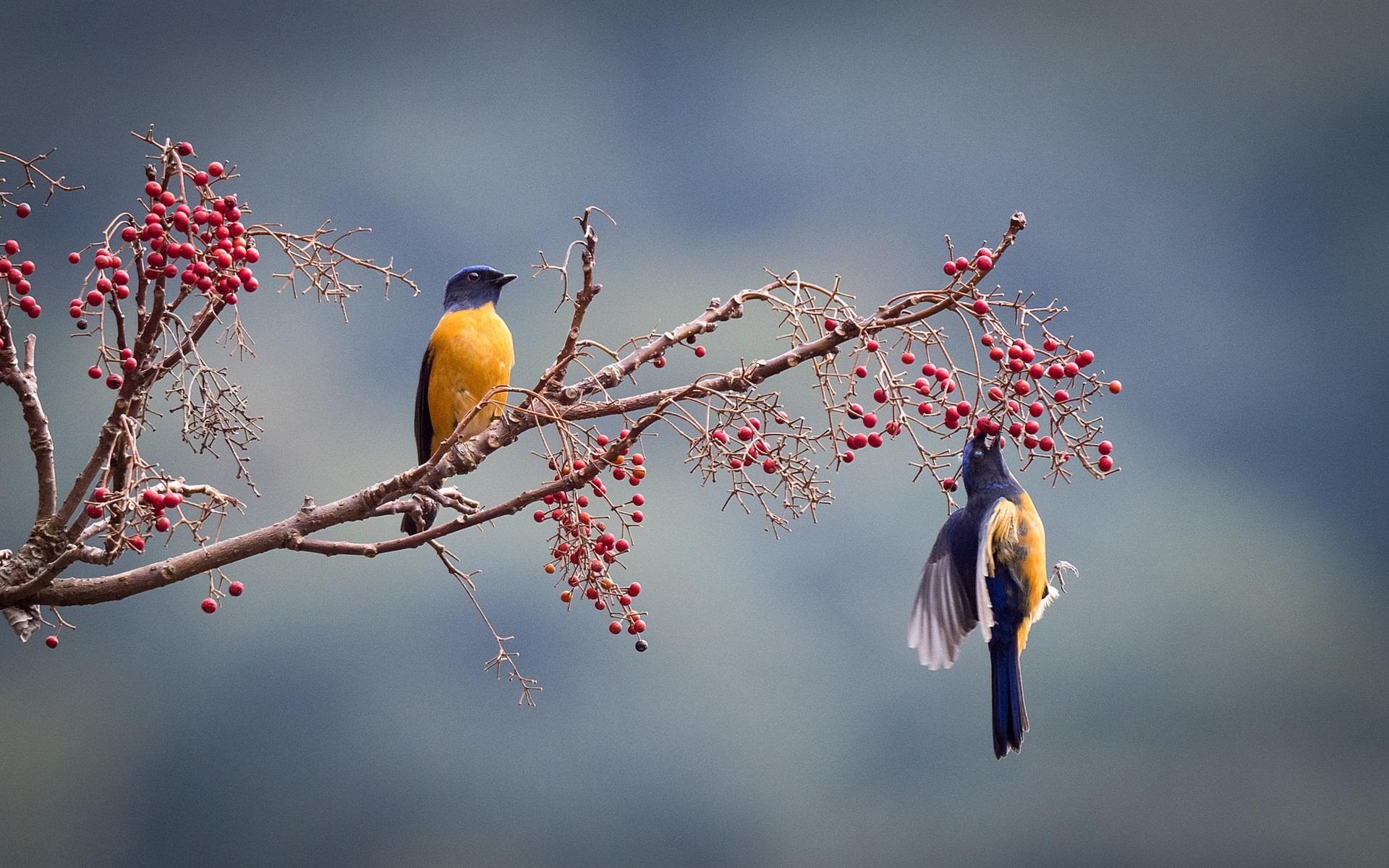 Wallpaper Two birds, red berries, tree 1920x1200 HD Picture, Image