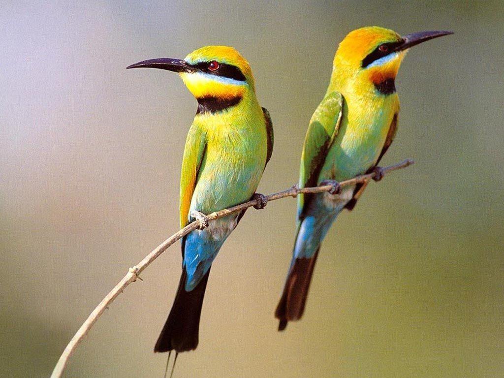Two birds Wallpaper