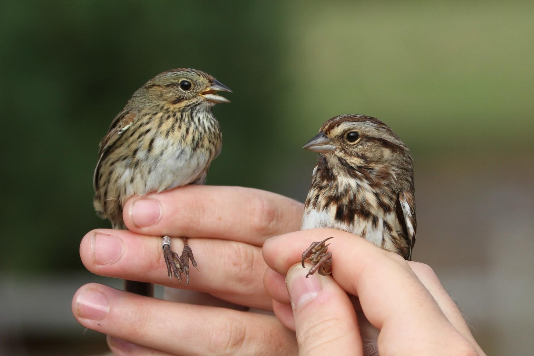 Two Beautiful Petronia Sparrow in Human Hand HD Bird Wallpaper. HD