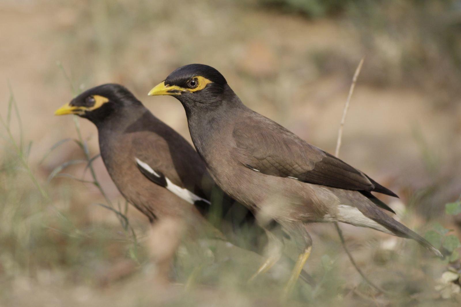 Myna HD Wallpaper and Background Image