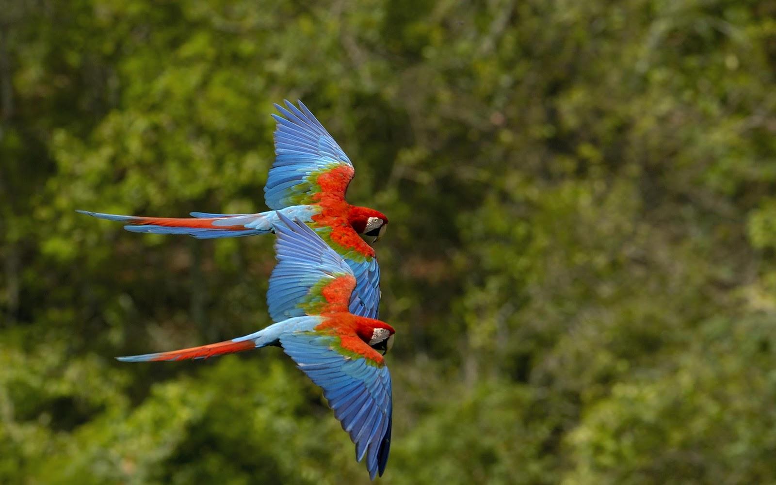 Colorful Parrot Birds Image, Photo Wallpaper Download