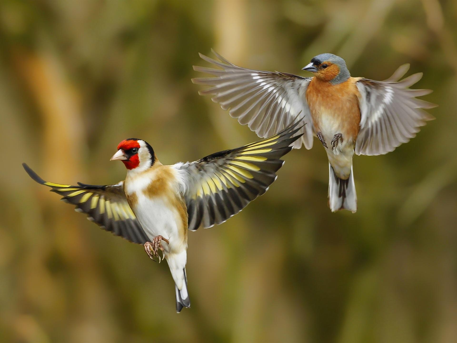 Wallpaper Two birds flying, goldfinch, wings 1920x1440 HD Picture, Image