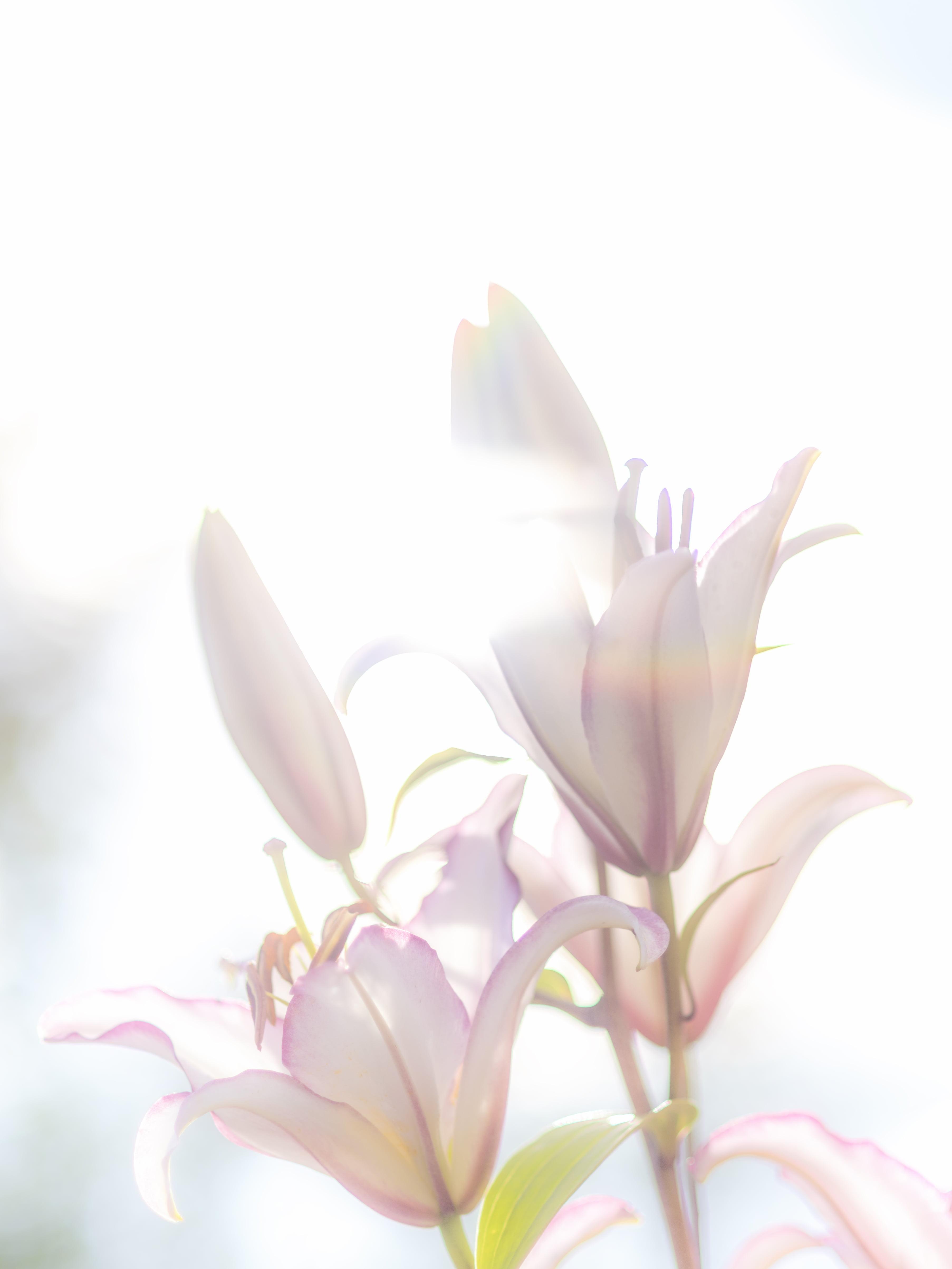 White peace lily flower HD wallpaper