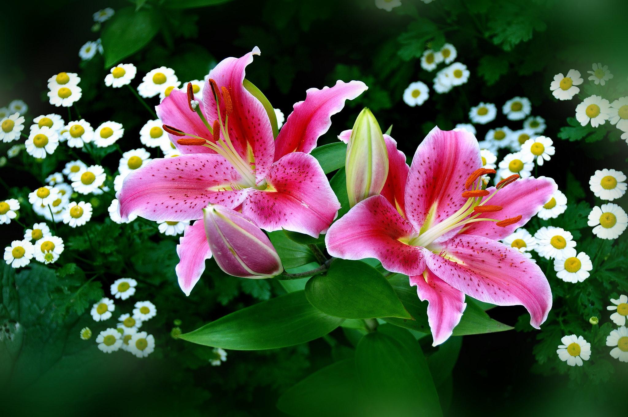 flowers nature white flowers pink flowers lilies wallpaper