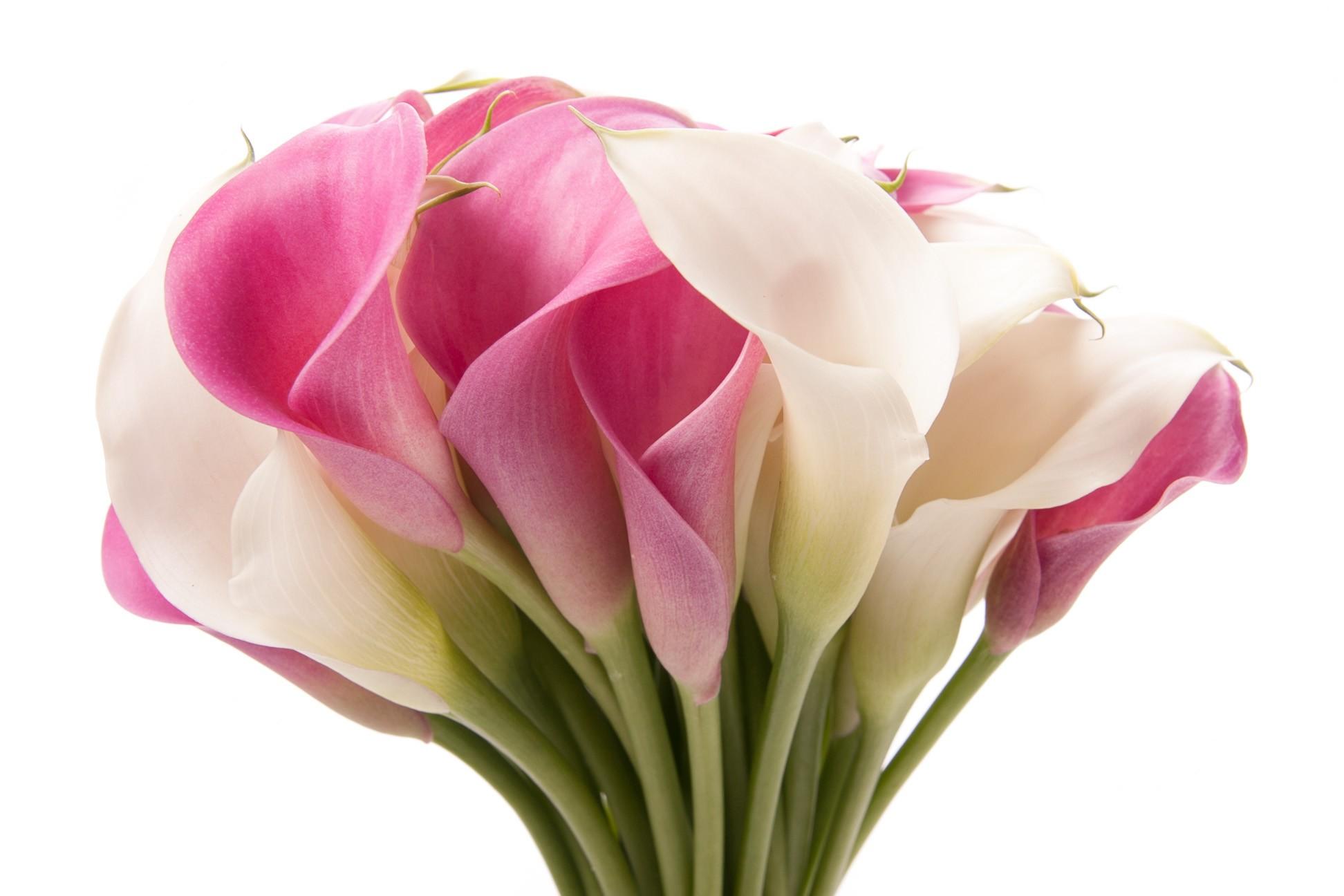 Download Pink And White Calla Lily Bouquet Flowers Image Picture