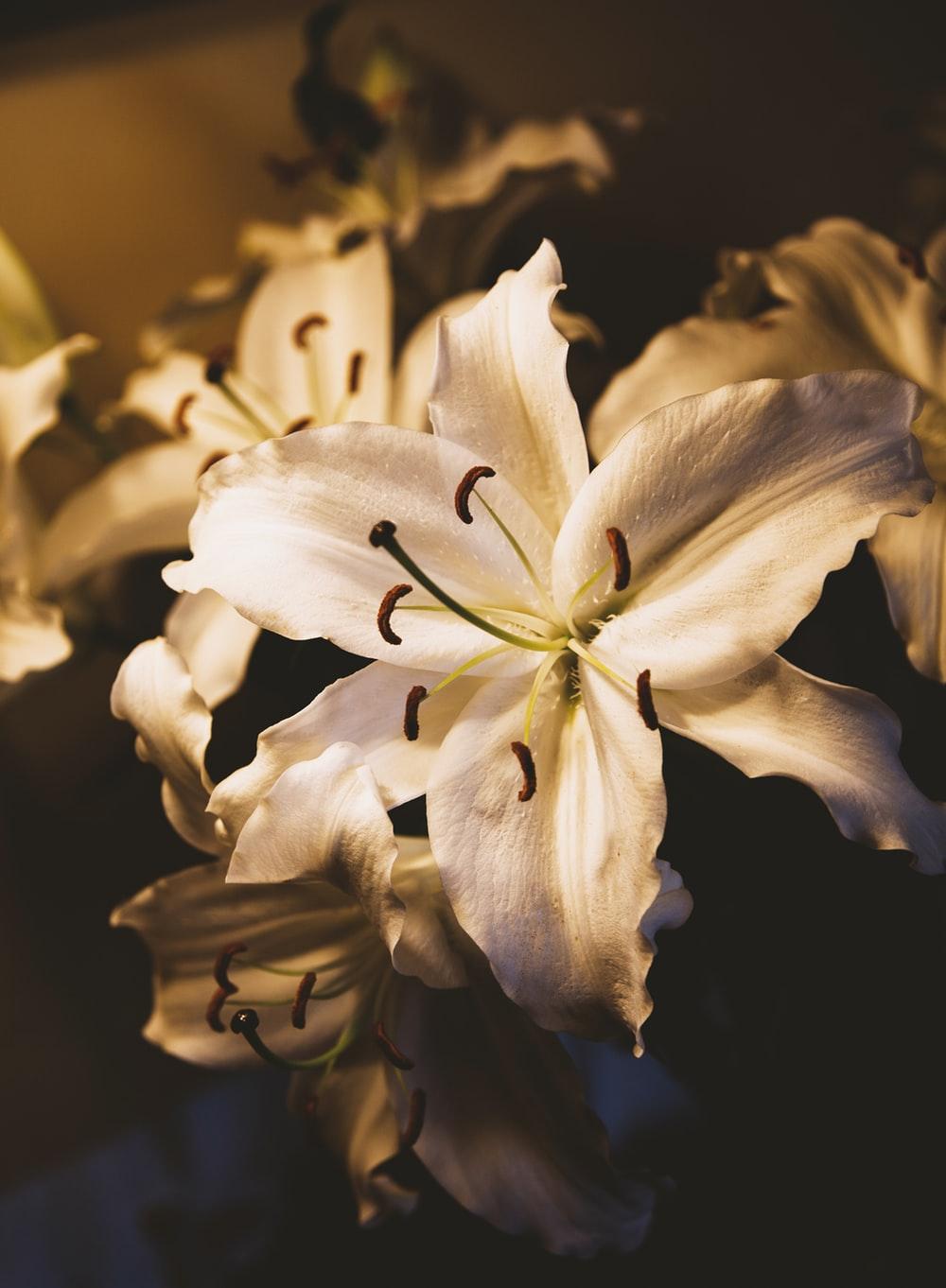 White Lily Picture. Download Free Image