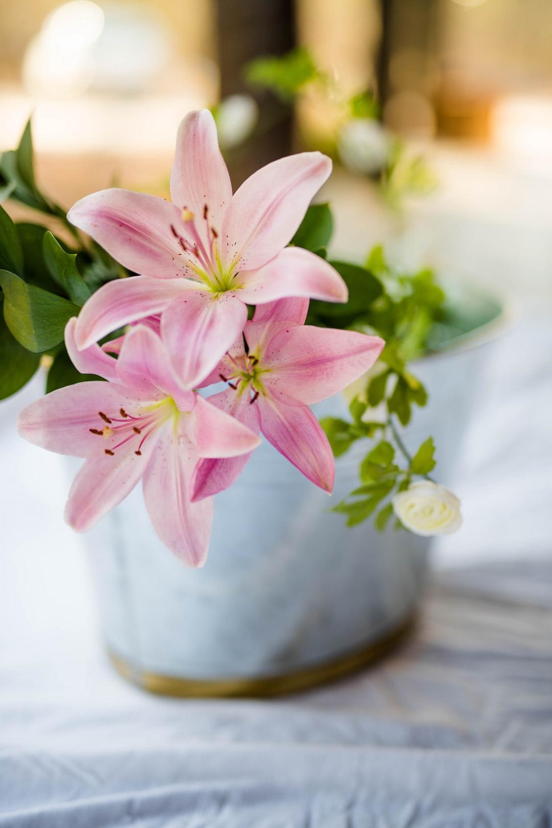 Lily Picture. Download Free Image