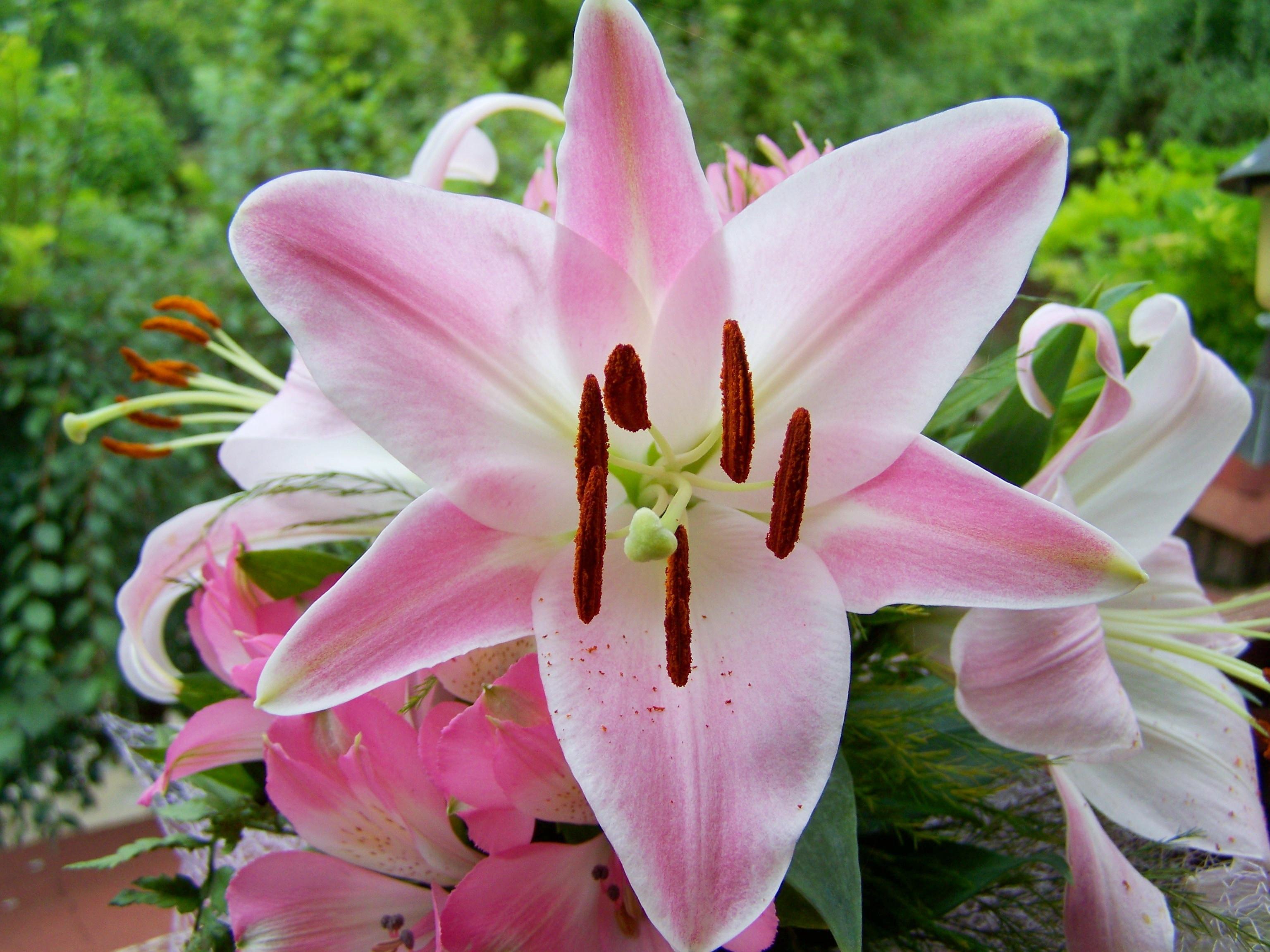 pink and white lilies free image
