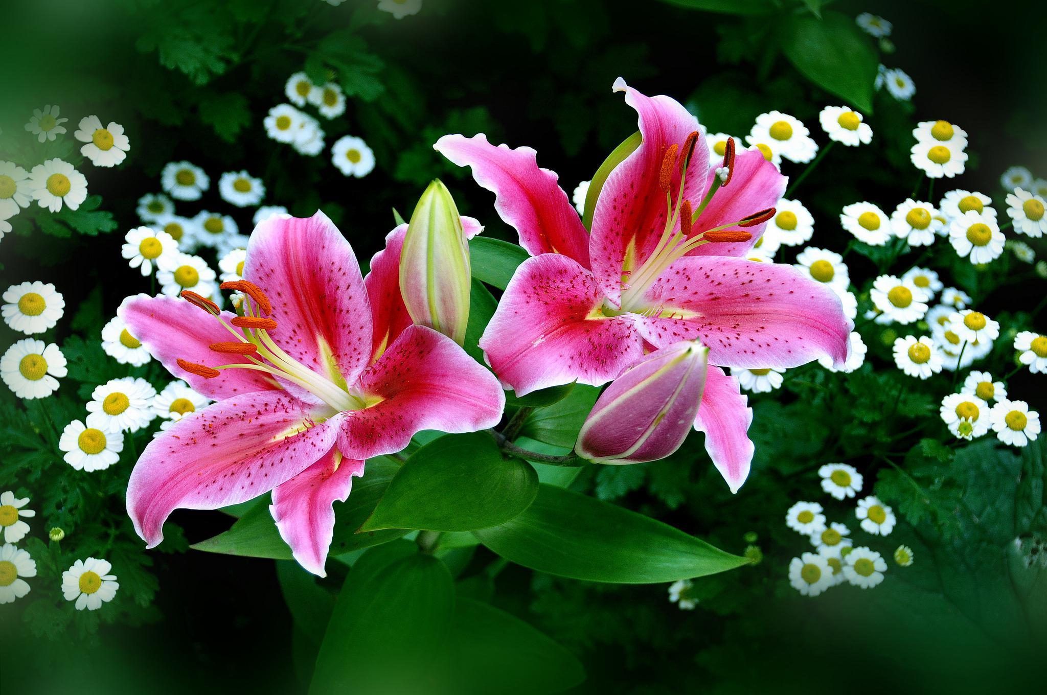 Download Spring Pink Easter Lilies wallpaper [2048x1360]
