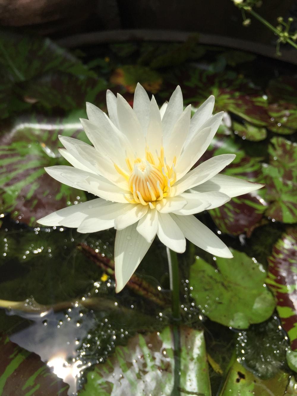 White Lily Picture. Download Free Image