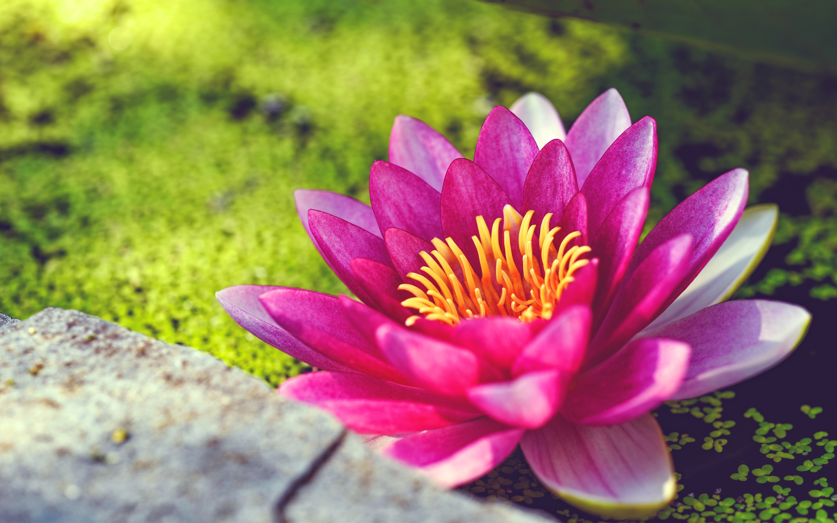 Pink Water Lily Flower Wallpaper in jpg format for free download