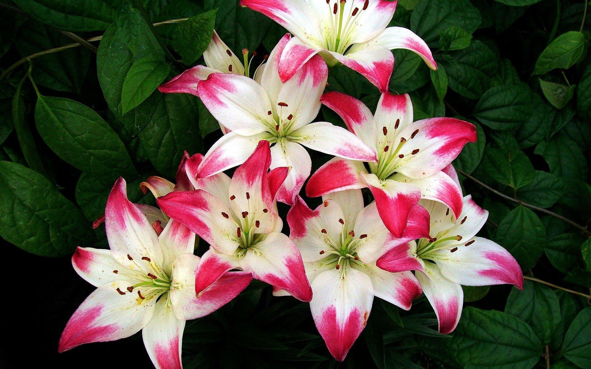 Pink and White Lilies HD Wallpaper. Background Imagex1200