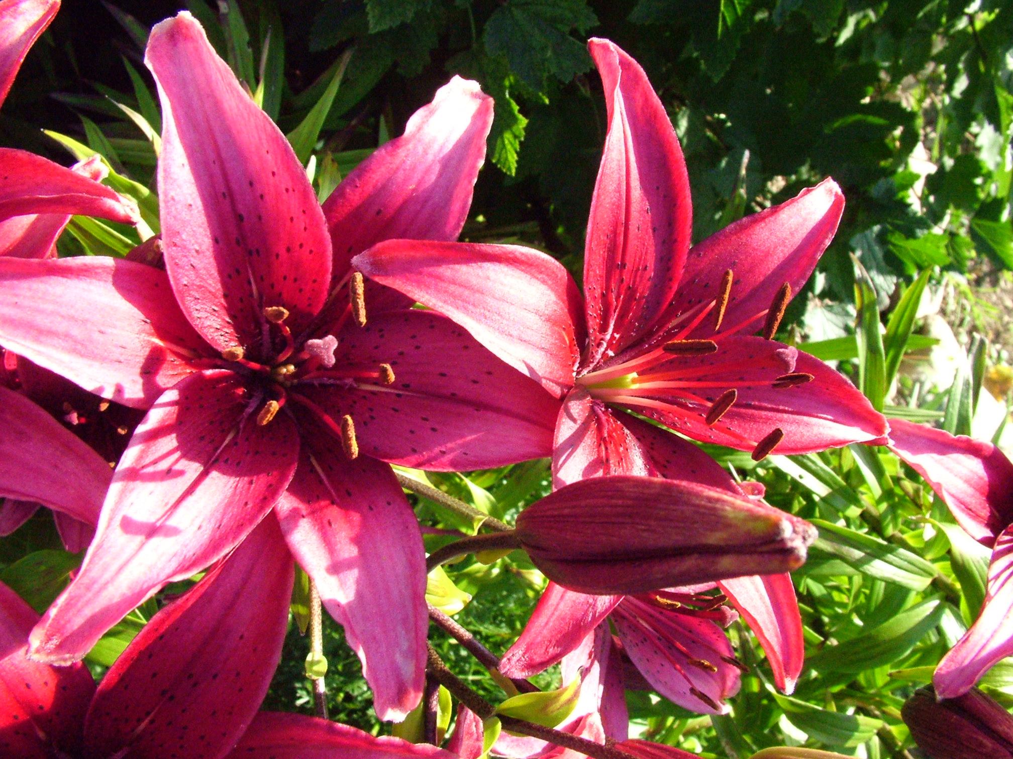 Pink And White Lilies Wallpapers - Wallpaper Cave