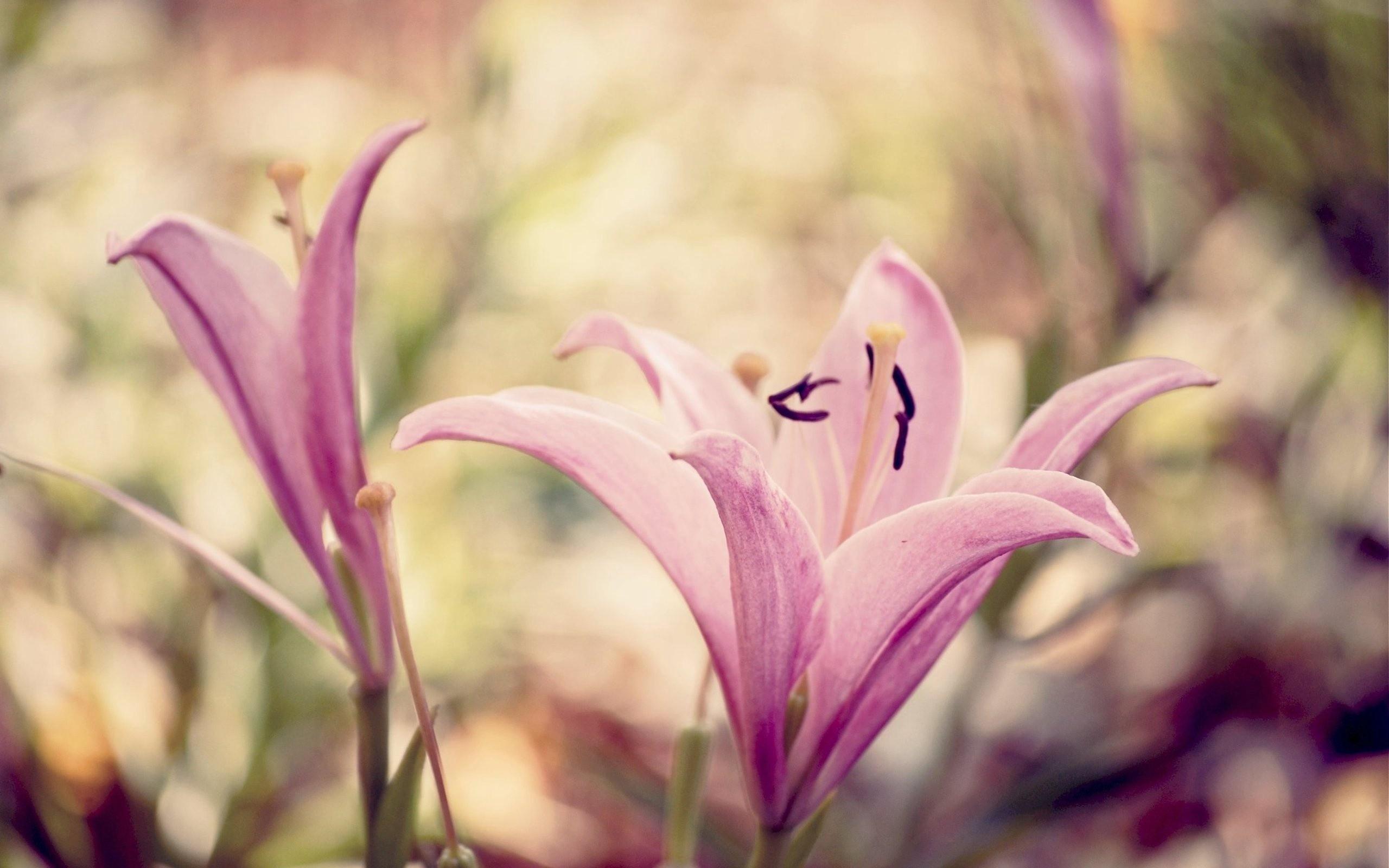 Lily Flower White Pink , Image, HD Wallpaper, HD