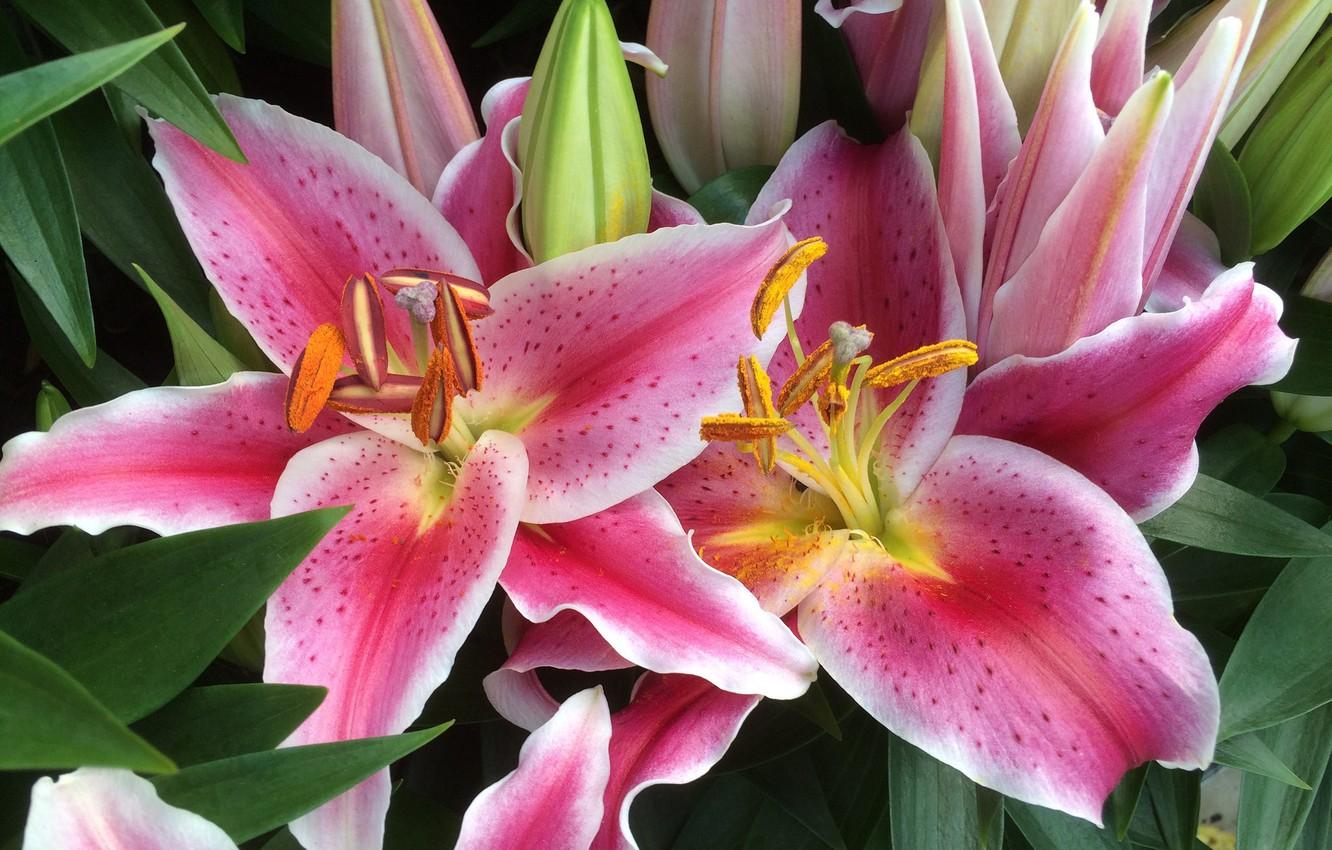 Wallpaper flowers, Lily, pink and white image for desktop, section