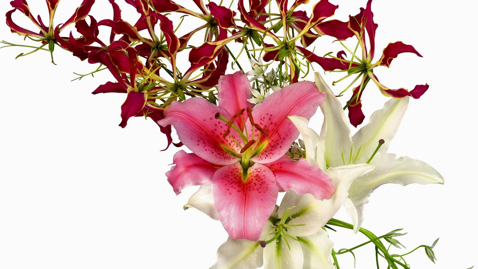 Background White and Lilies Wallpaper