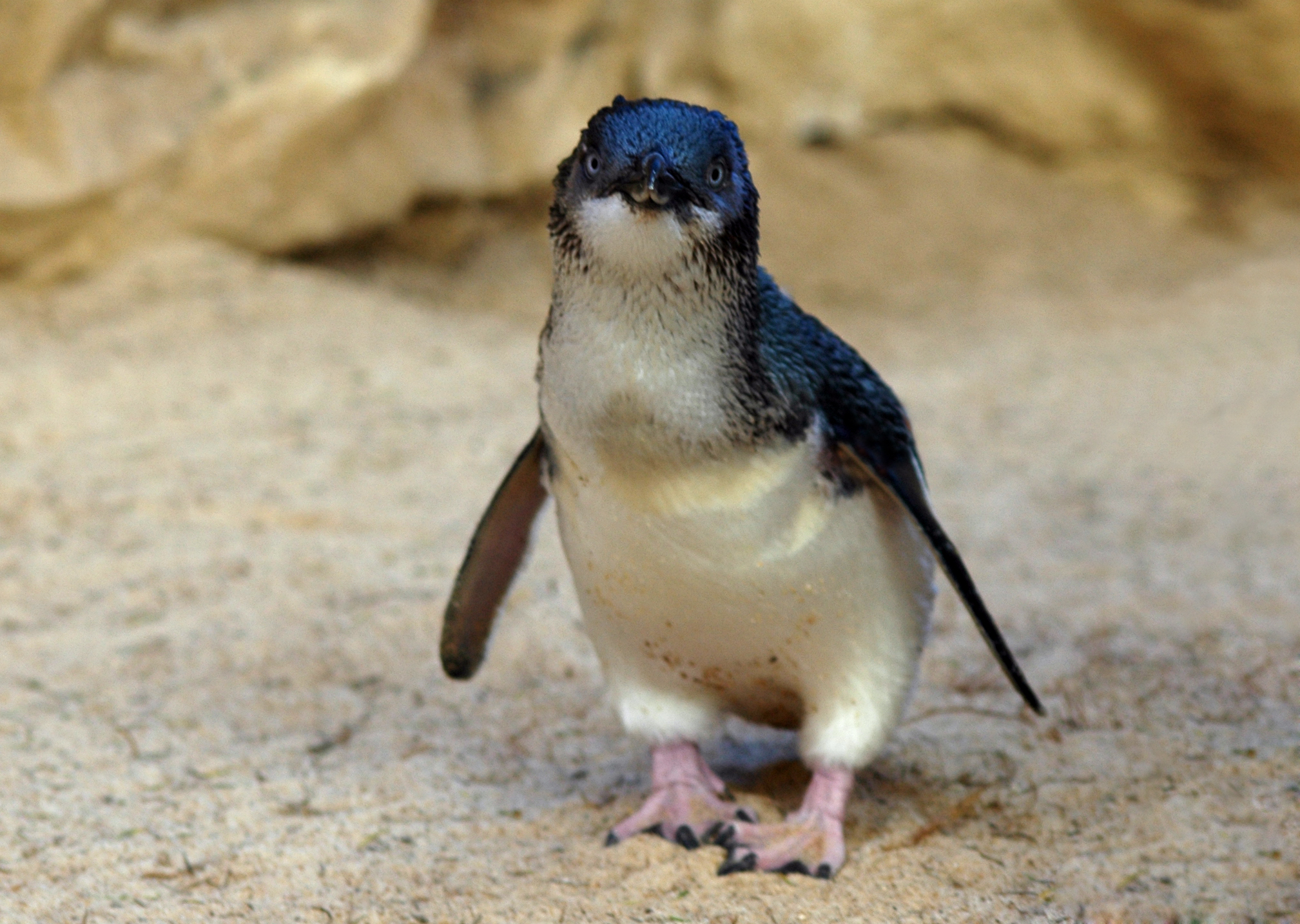 Penguin Animal Fairy Penguin HD Wallpaper