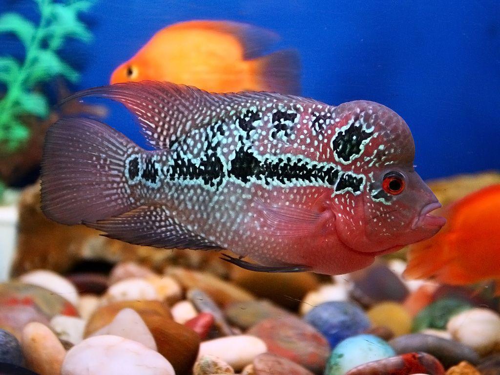 Flowerhorn Wallpapers Wallpaper Cave