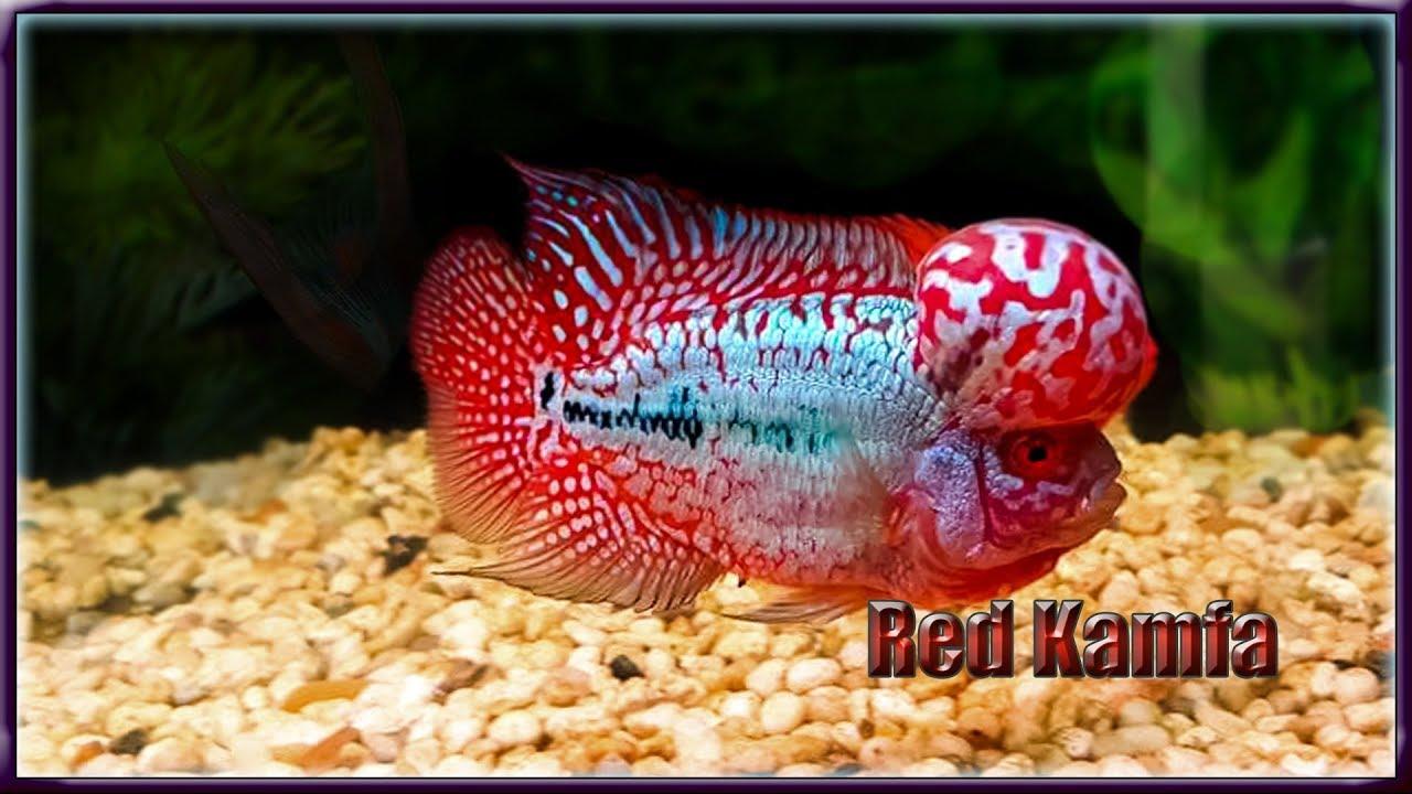 red kamfa flowerhorn