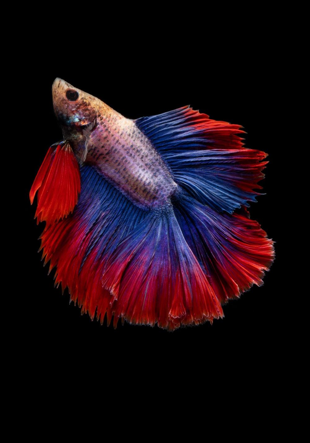 Betta Fish Picture. Download Free Image